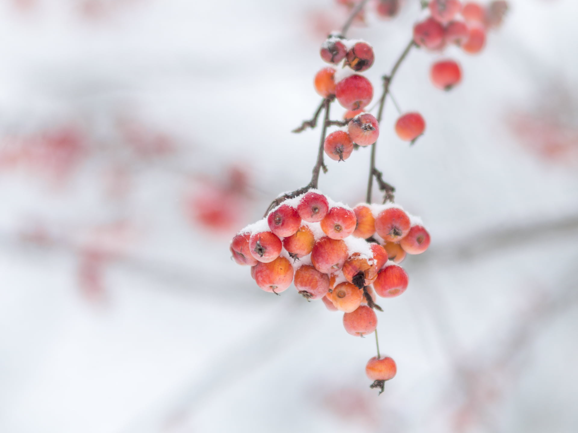 nature, fruits, branch, Park, dof, berries, Peach, MFT, red, round, 1080P, bokeh, berry Fruit, fruit, close up, Panasonic Lumix GX8, manual focus, Winter, HD Wallpaper