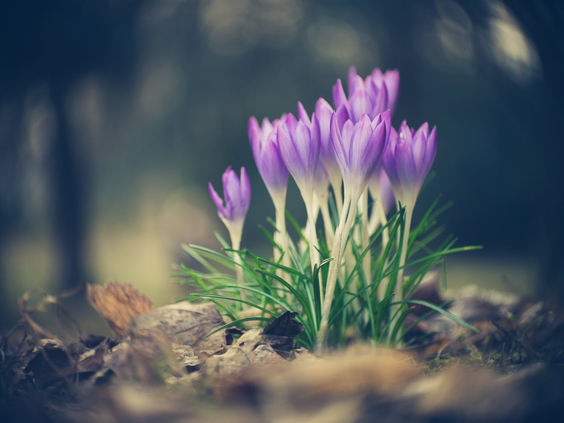 lens, close-up, Kodak, nature, outdoors, MFT, summer, purple, forest, Peach, Lumix, vintage, flower, bokeh, F2.7, Panasonic, Micro 4/3, adapted, Panasonic Lumix G3, HD Wallpaper