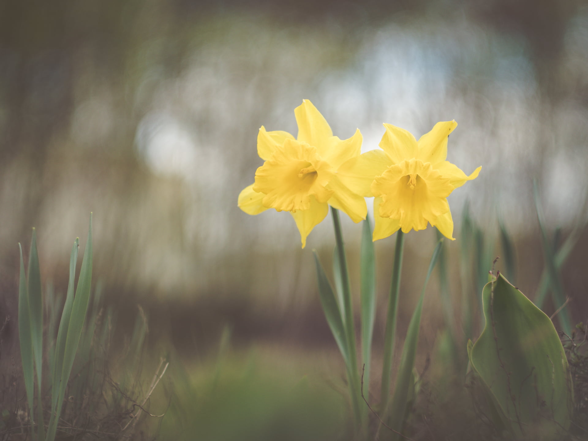selective focus, manual focus, nature, petaled, yellow, available light, Micro 4/3, focus, CZJ, bokeh, to you all, selective, dof, 1080P, flowers, flower, HD Wallpaper
