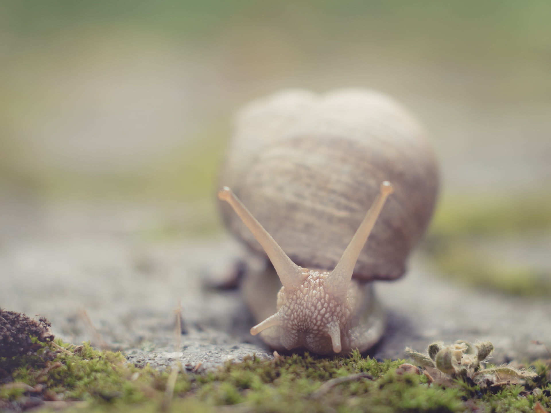 photography, F1.8, dof, nature, focus, CZJ, manual focus, Micro 4/3, selective focus, MFT, 1080P, M43, snail, vintage, Hello friend, available light, Peach, HD Wallpaper