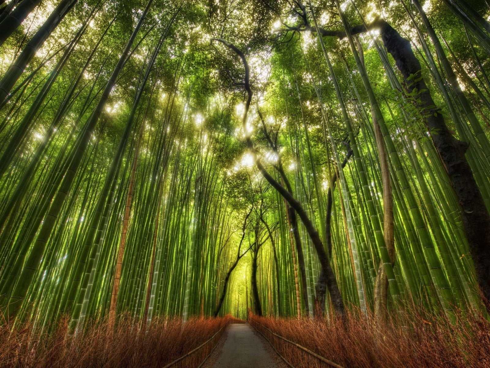 outdoors, sunbeam, green Color, no People, lot, rainforest, wilderness Area, tree, lush Foliage, grove, japan, bamboo Grove, diminishing perspective, growth, HD Wallpaper
