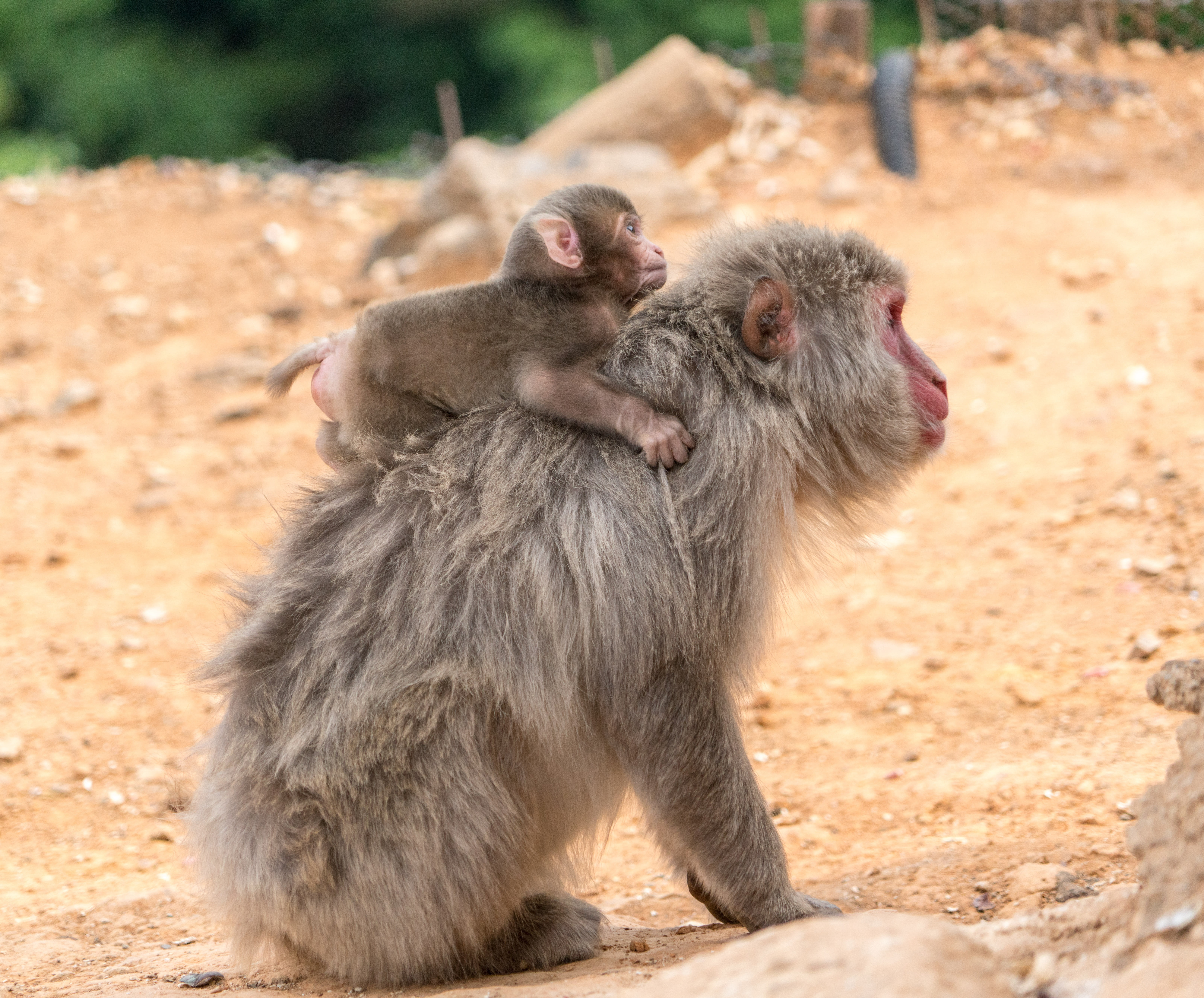 animal, piggy back ride, arashiyama, park, no people, cute, monkey park, primate, portrait, japan, funny, 5K, mother, monkeys, animal wildlife, looking, HD Wallpaper