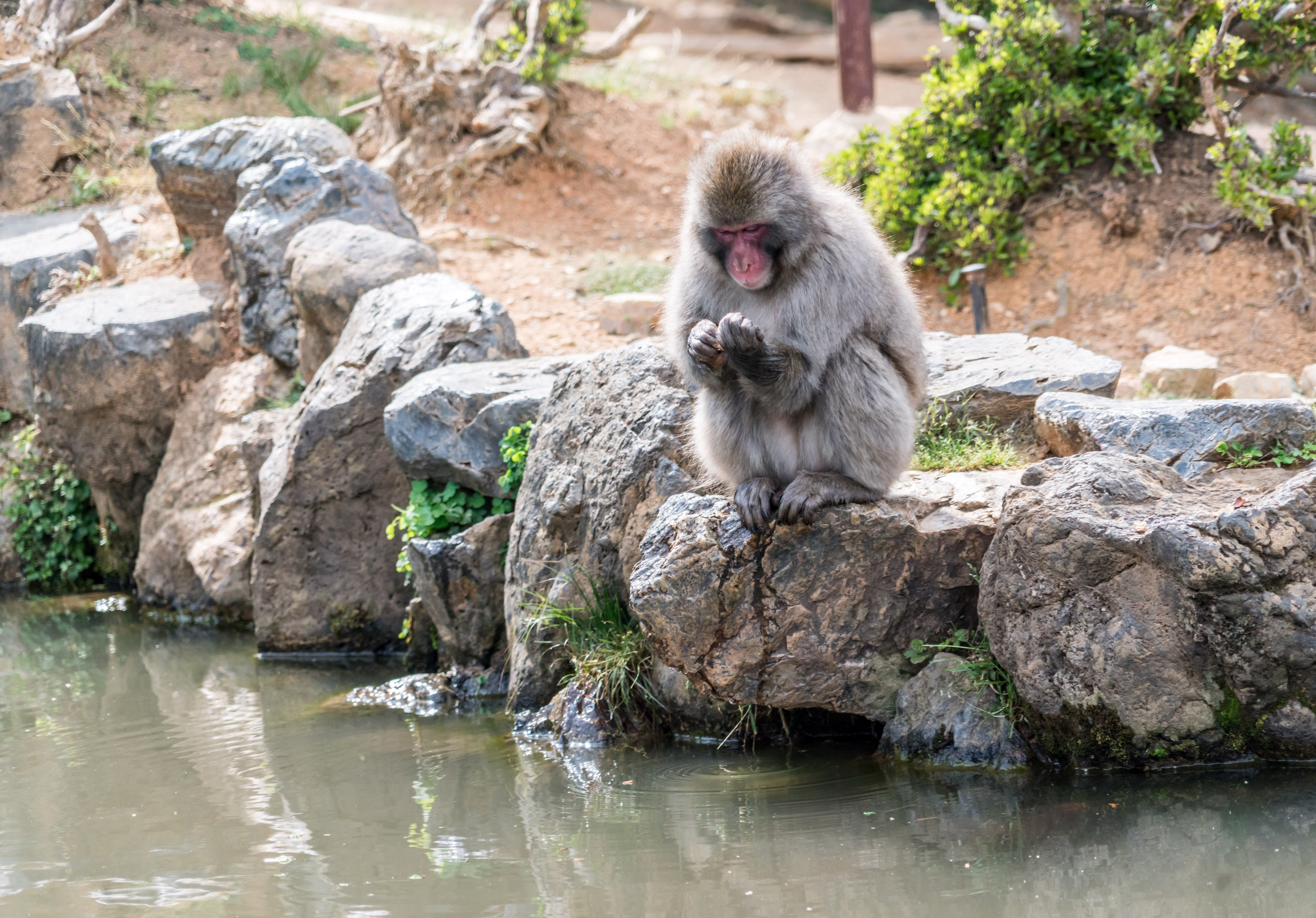animal wildlife, wildlife, park, japan, kyoto, rock, arashiyama, wild, no people, looking, vertebrate, animal themes, mountain, nature, animals in the wild, HD Wallpaper