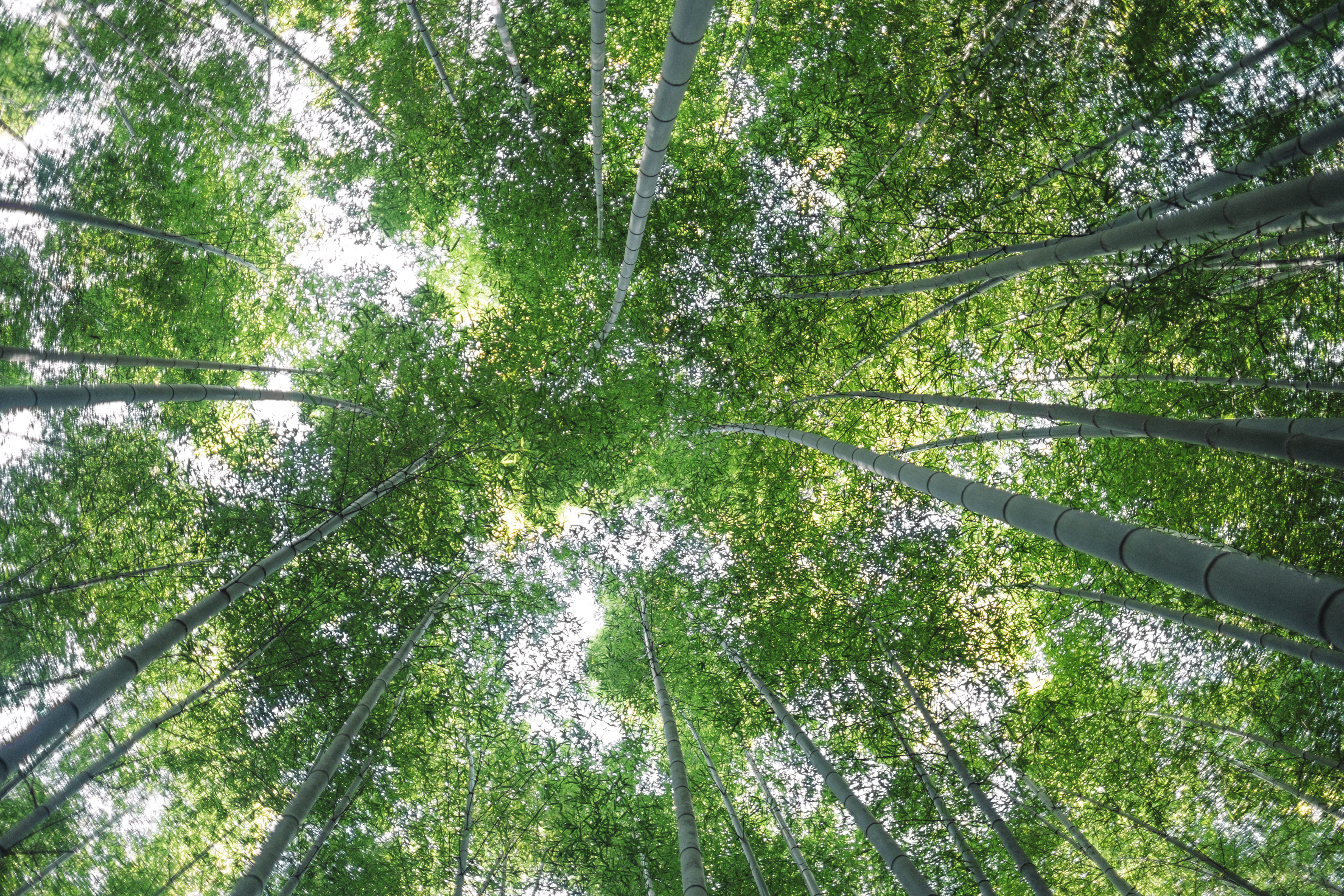 day, looking up, bamboo - plant, trees, nature, woodland, non-urban scene, 4K, no people, tree canopy, green color, plant, arashiyama, growth, beauty in nature, HD Wallpaper