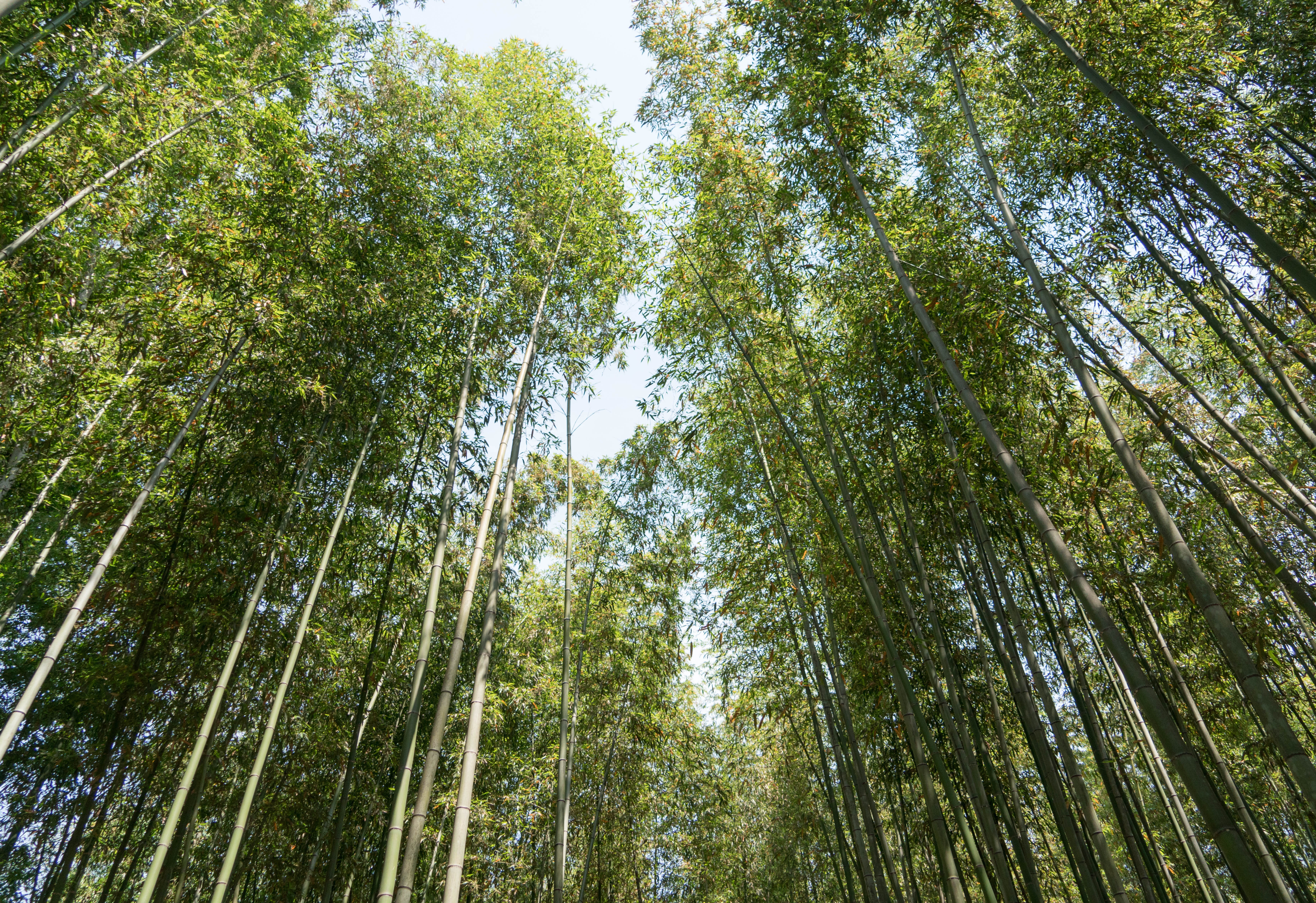 green color, tranquility, plant, japan, land, sky, tree, outdoors, tree trunk, growth, beauty in nature, bamboo forest, kyoto, forest, tall - high, bamboo grove, HD Wallpaper