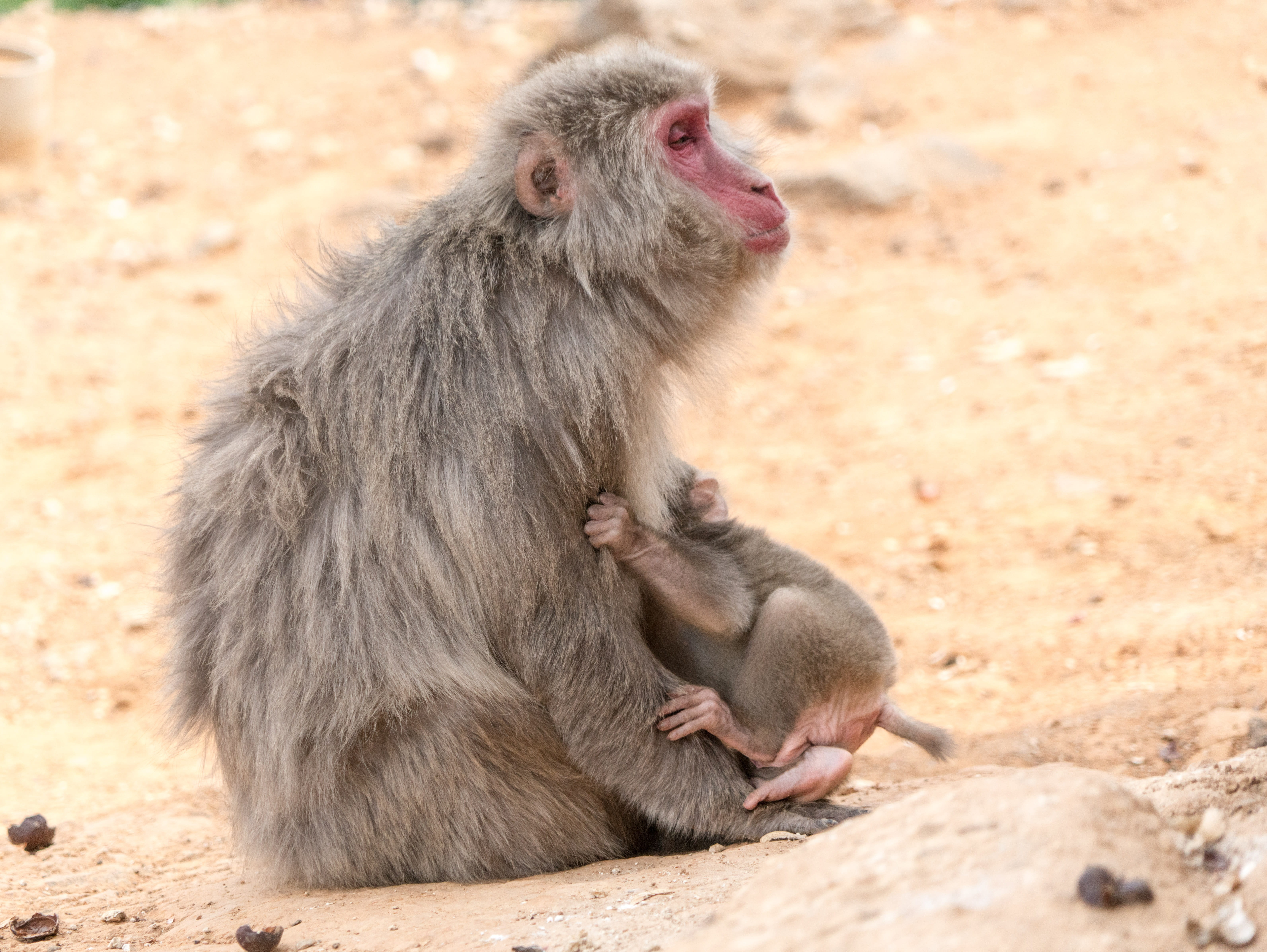 zoo, mammal, baboon, animal wildlife, mother, Animal, looking, sitting, 5K, japan, animals in the wild, arashiyama monkey park, no people, Monkey, focus on foreground, HD Wallpaper