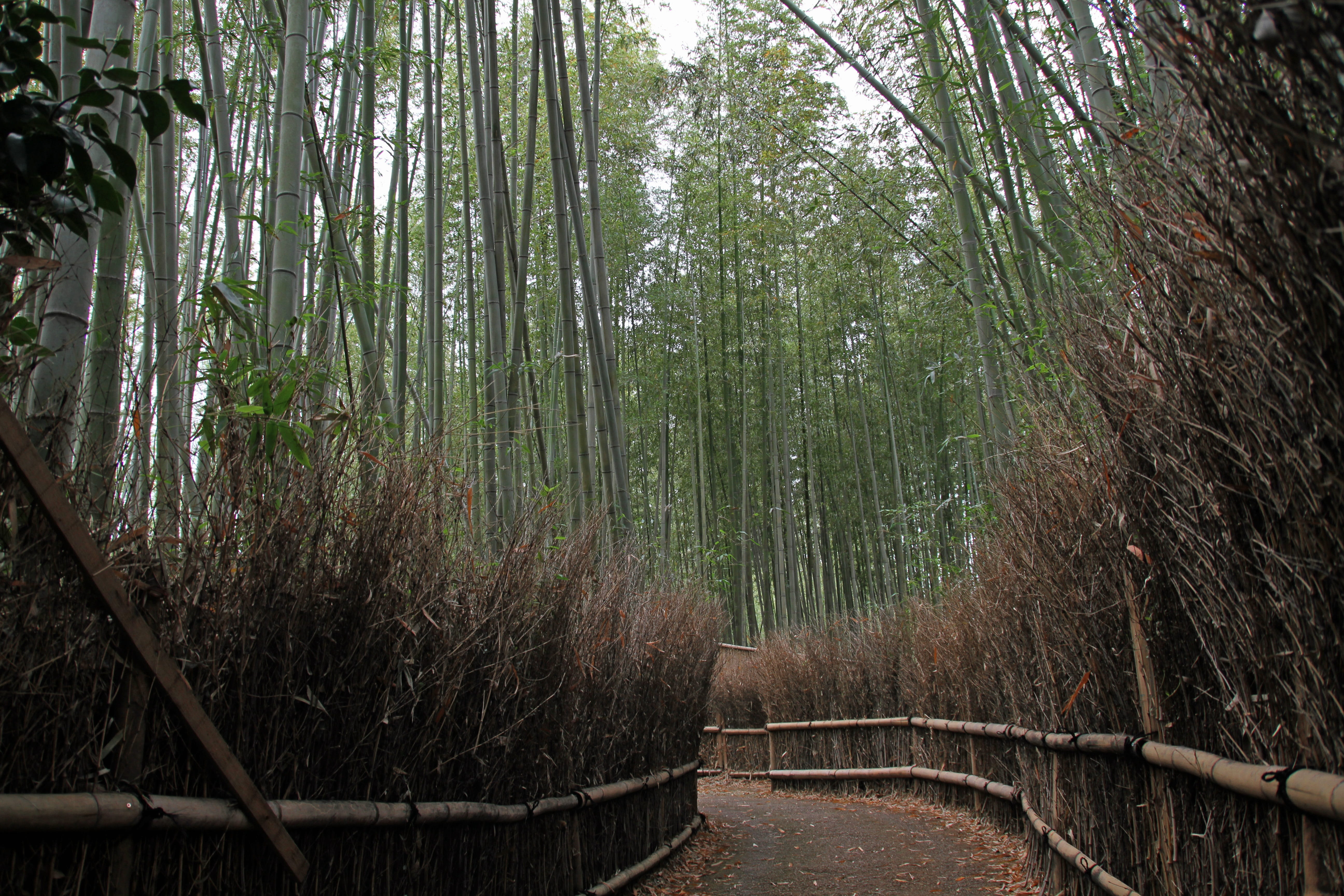 nature, pathways, no people, bamboo - plant, non-urban scene, tranquil scene, japan, land, tranquility, the way forward, direction, forest, outdoors, plant, HD Wallpaper