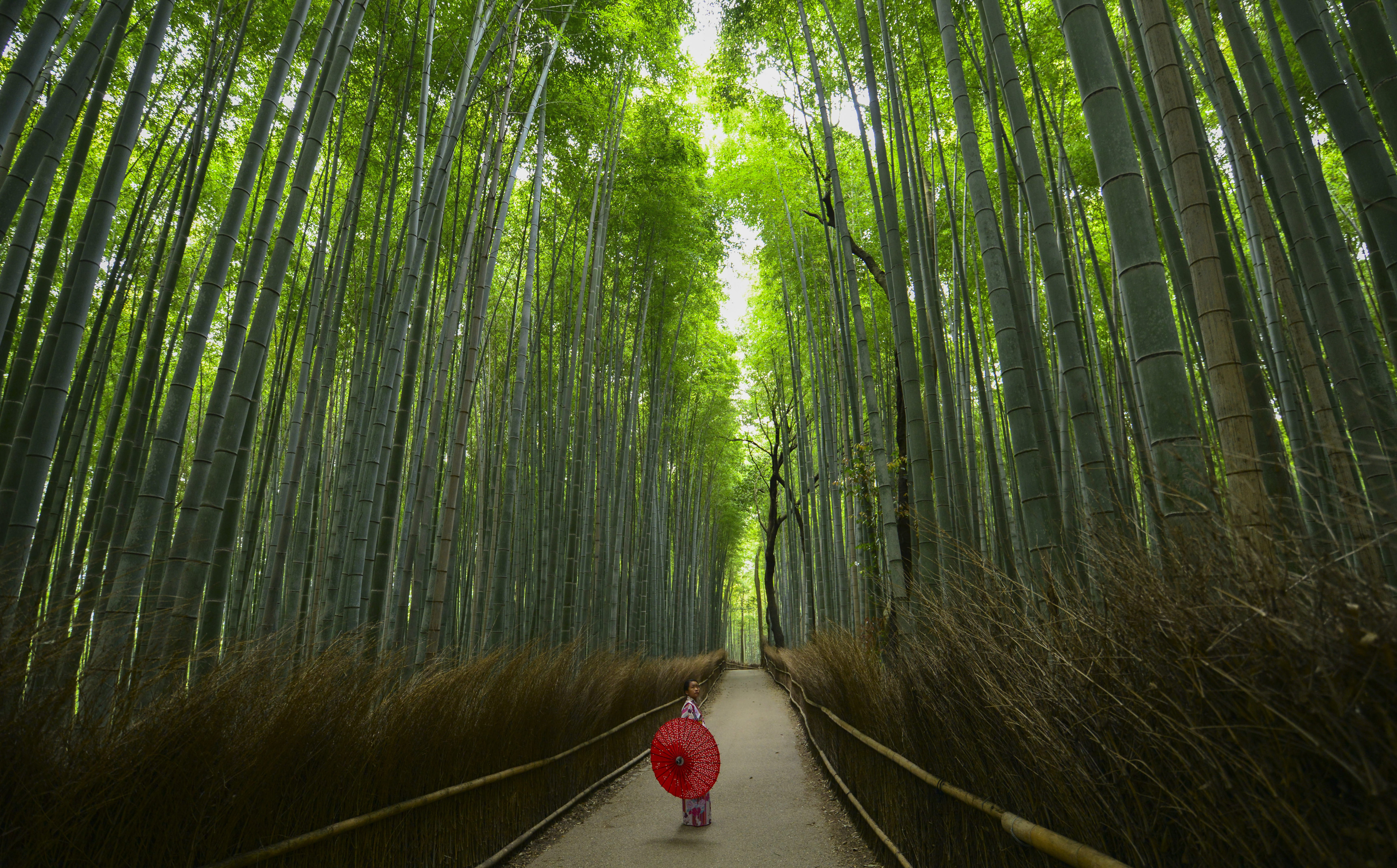 pathway, tree, female, japan, beauty in nature, day, woman, bamboo grove, arashiyama, real people, growth, outdoors, bamboo, kyoto, plant, green color, HD Wallpaper