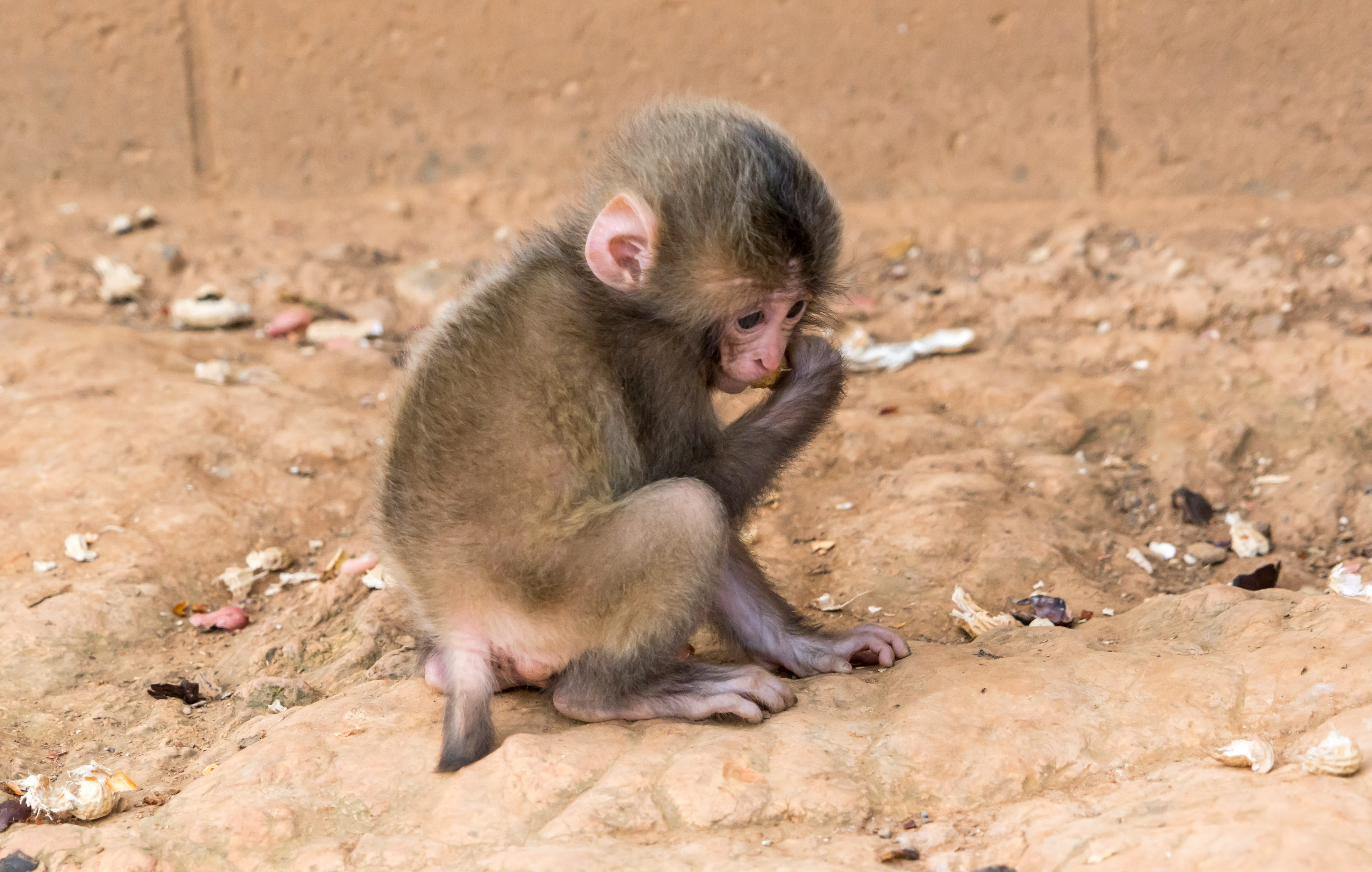 young, land, japan, animals in the wild, zoology, focus on foreground, vertebrate, day, Monkey, Animal, small, 5K, no people, Baby, nature, arashiyama monkey park, HD Wallpaper