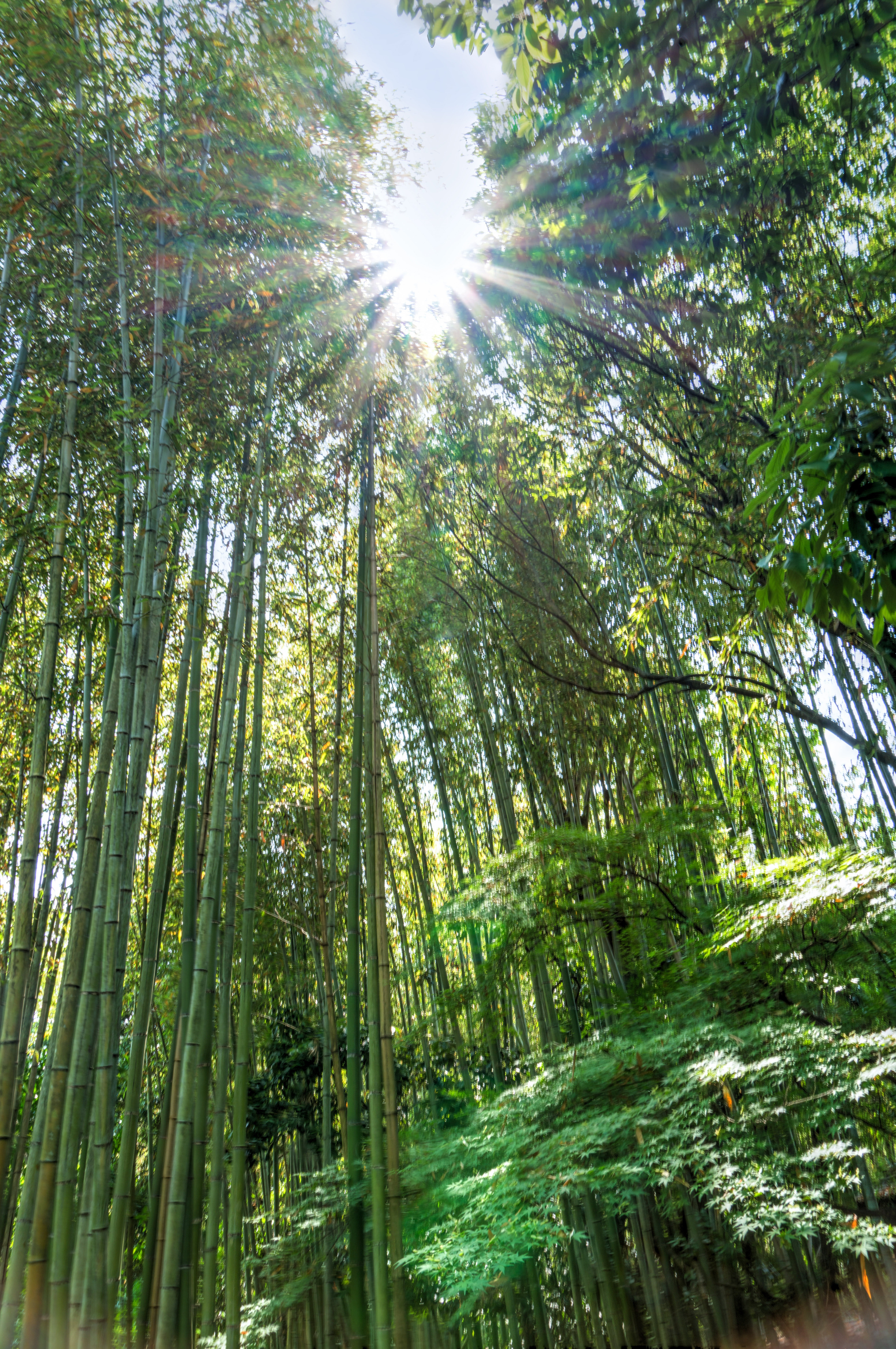 tourist, idyllic, travel, sunlight, tourism, bamboo forest, green color, day, japan, landmark, streaming, rays, plant, sunbeam, sun, lens flare, bamboo - plant, Phone HD Wallpaper