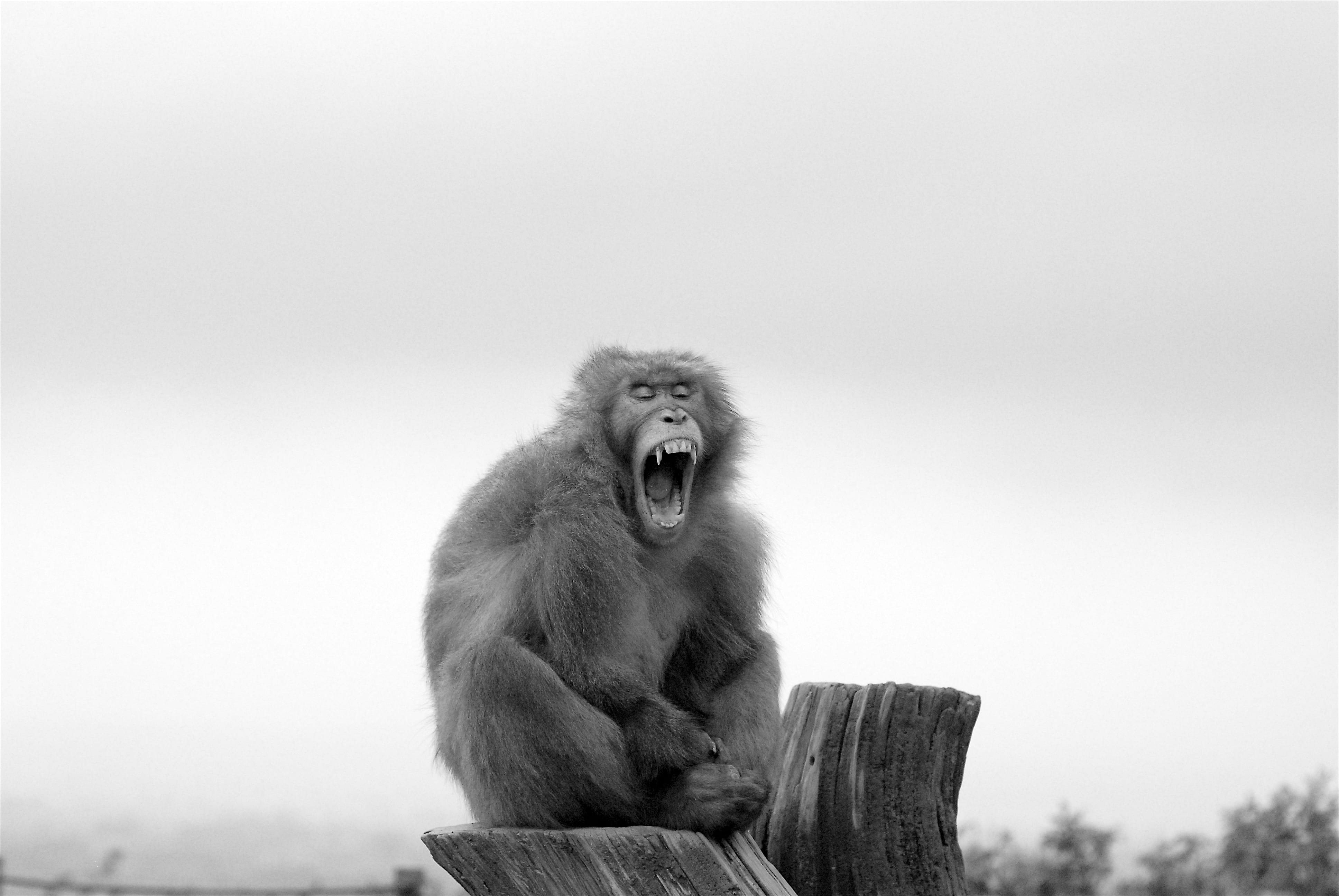 no people, baboon, copy space, kyoto, monkey, animals in the wild, nature, roaring, animal mouth, mouth open, mouth, sun, animal wildlife, portrait, ape, HD Wallpaper