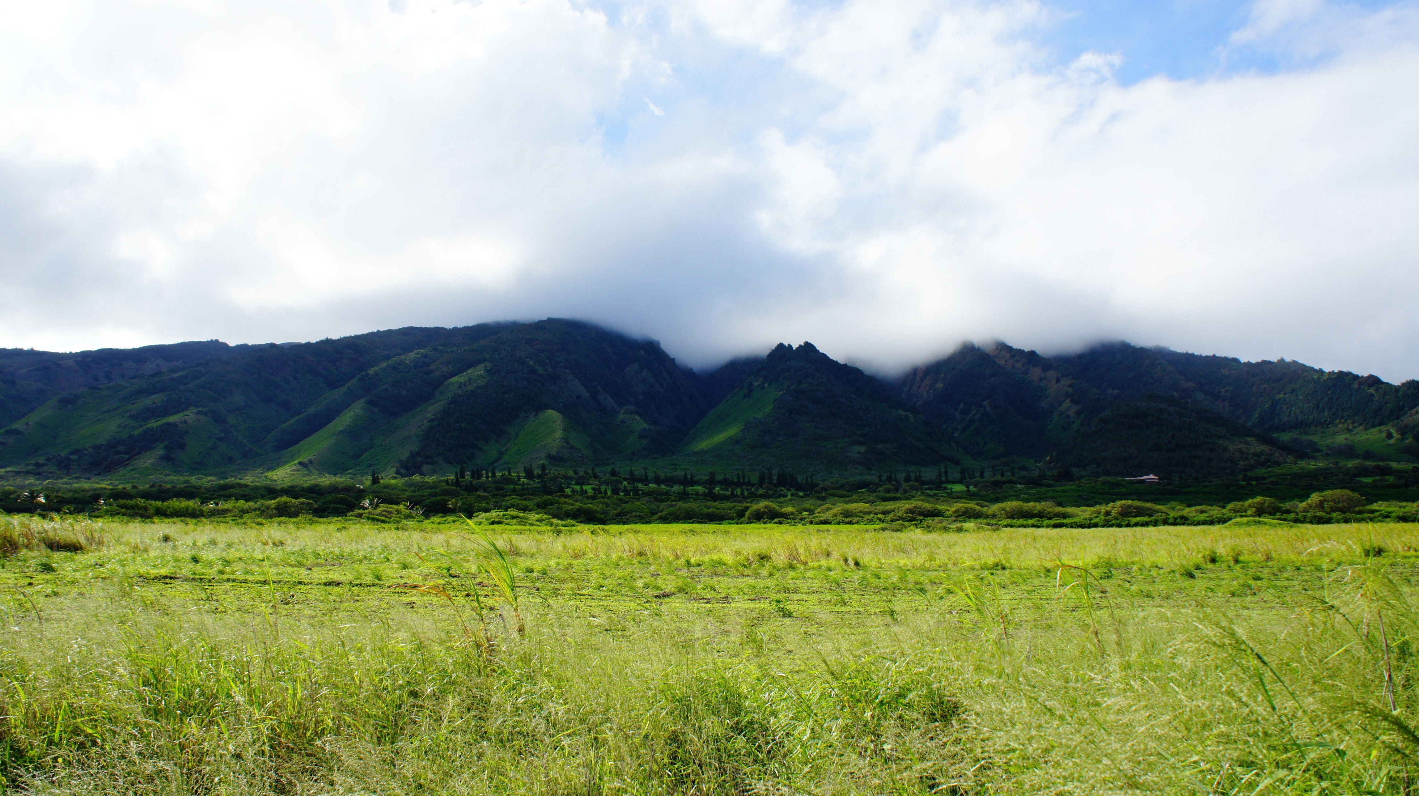 sky, field, tree, scenics - nature, outdoors, day, plant, growth, tranquility, no people, Maui, tropical forest, green color, land, beach, Hawaii, tropics, HD Wallpaper