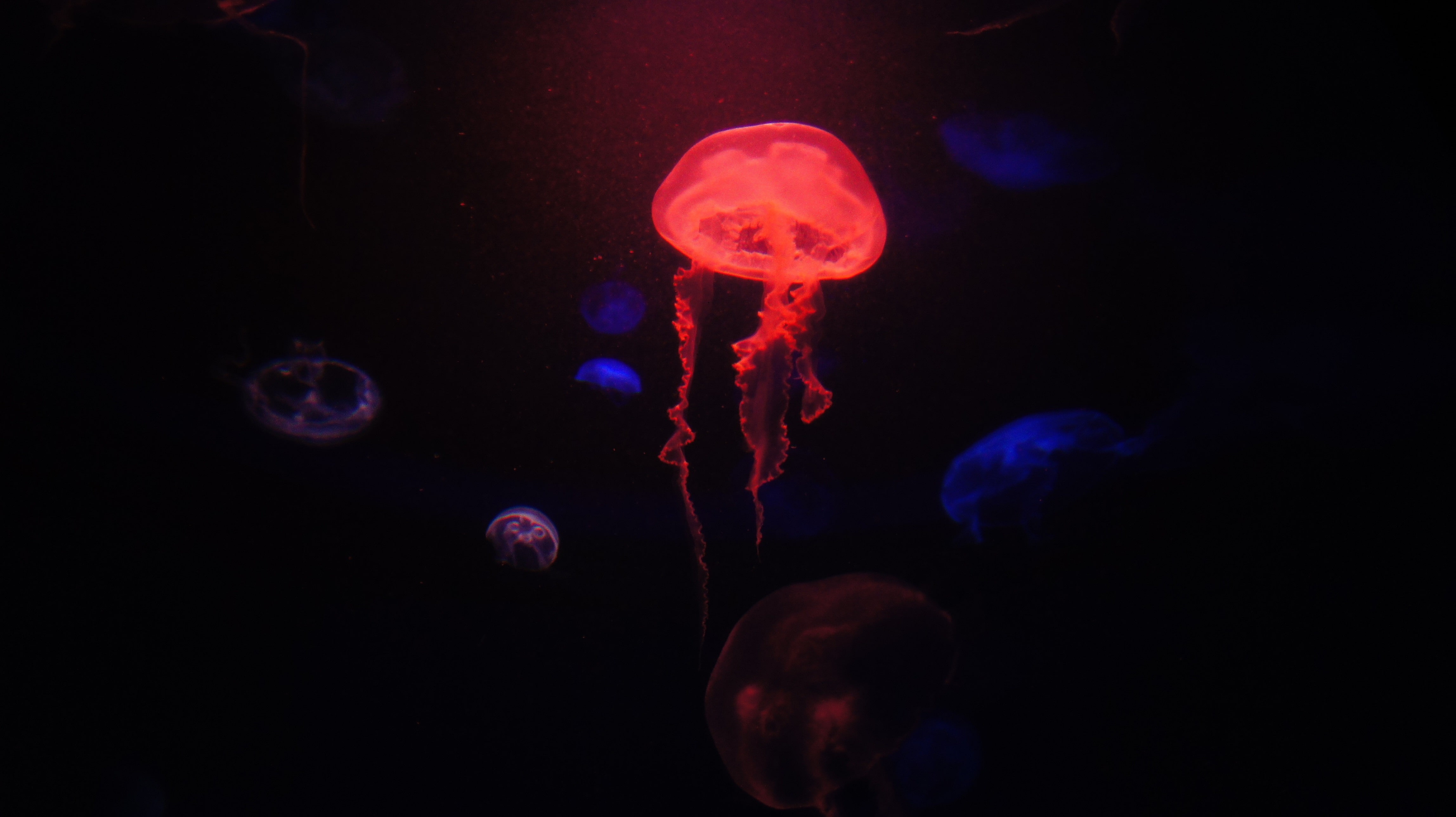 tank, marine, Hawaii, luminosity, dark, nature, underwater, sea life, jellyfish, animal themes, Maui, tropical forest, water, indoors, tropics, invertebrate, HD Wallpaper