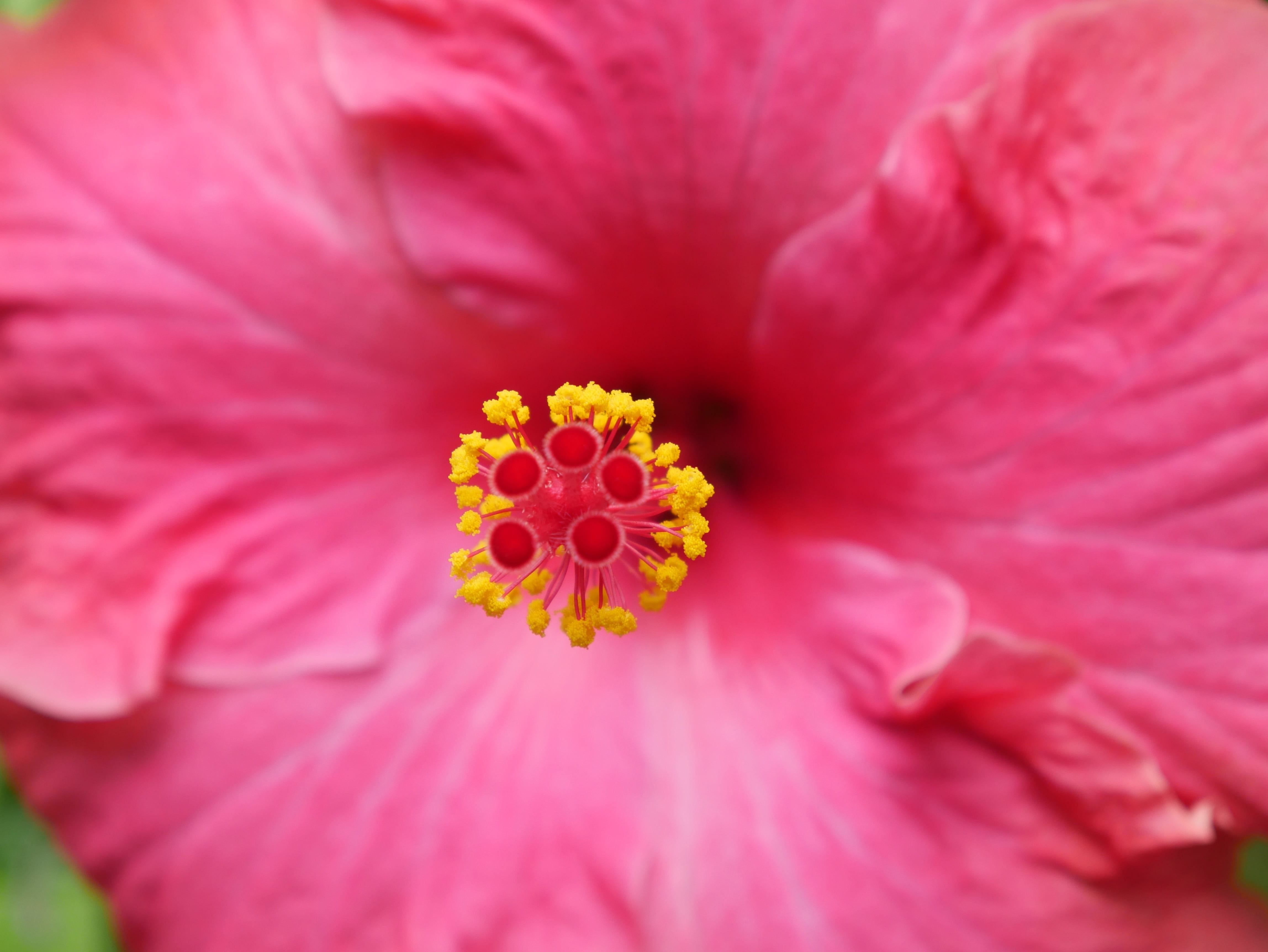 flower head, close-up, botanical, freshness, springtime, flower, pollen, outdoors, no people, nature, pink, colorful, aloha, vulnerability, fragility, summer, HD Wallpaper