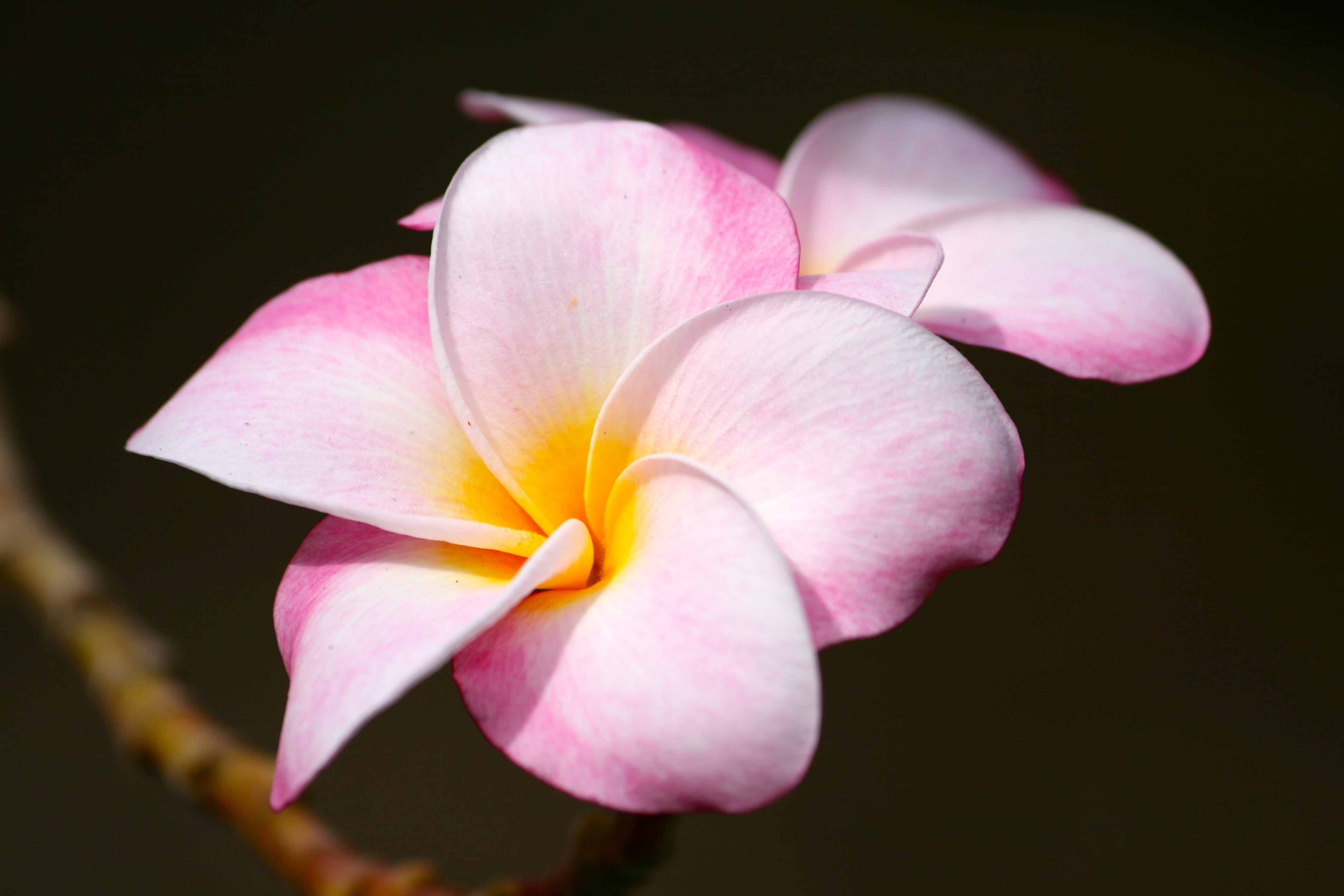frangipani, blossom, black background, nature, vulnerability, flowering plant, freshness, photo, pink color, 4K, pink, hawaii, beauty in nature, botanical, HD Wallpaper
