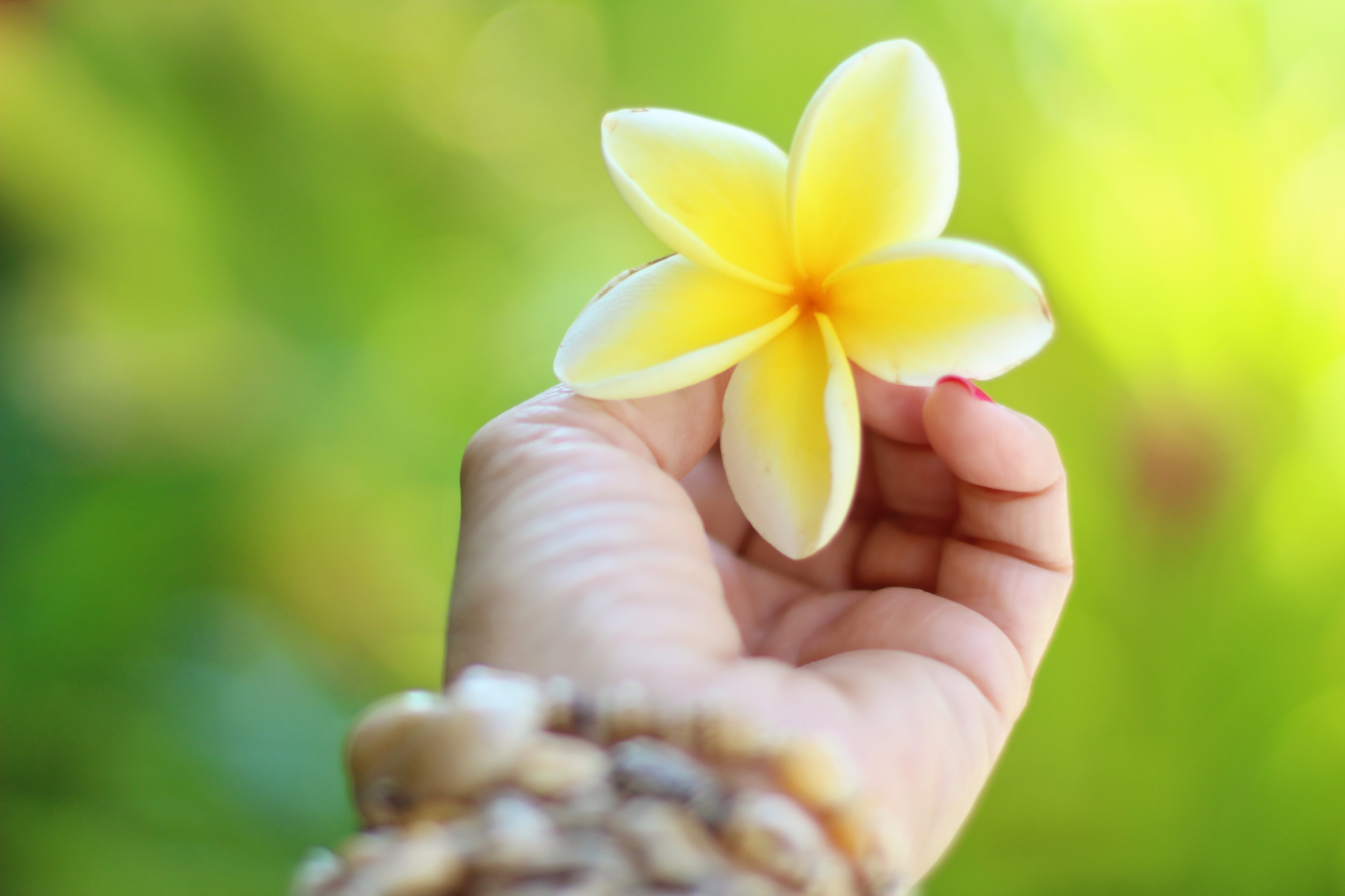 close-up, petaled, bloom, human Hand, tropic, peaceful, fragility, white, body part, beach, nature, outdoors, human limb, human body part, person, holding, HD Wallpaper