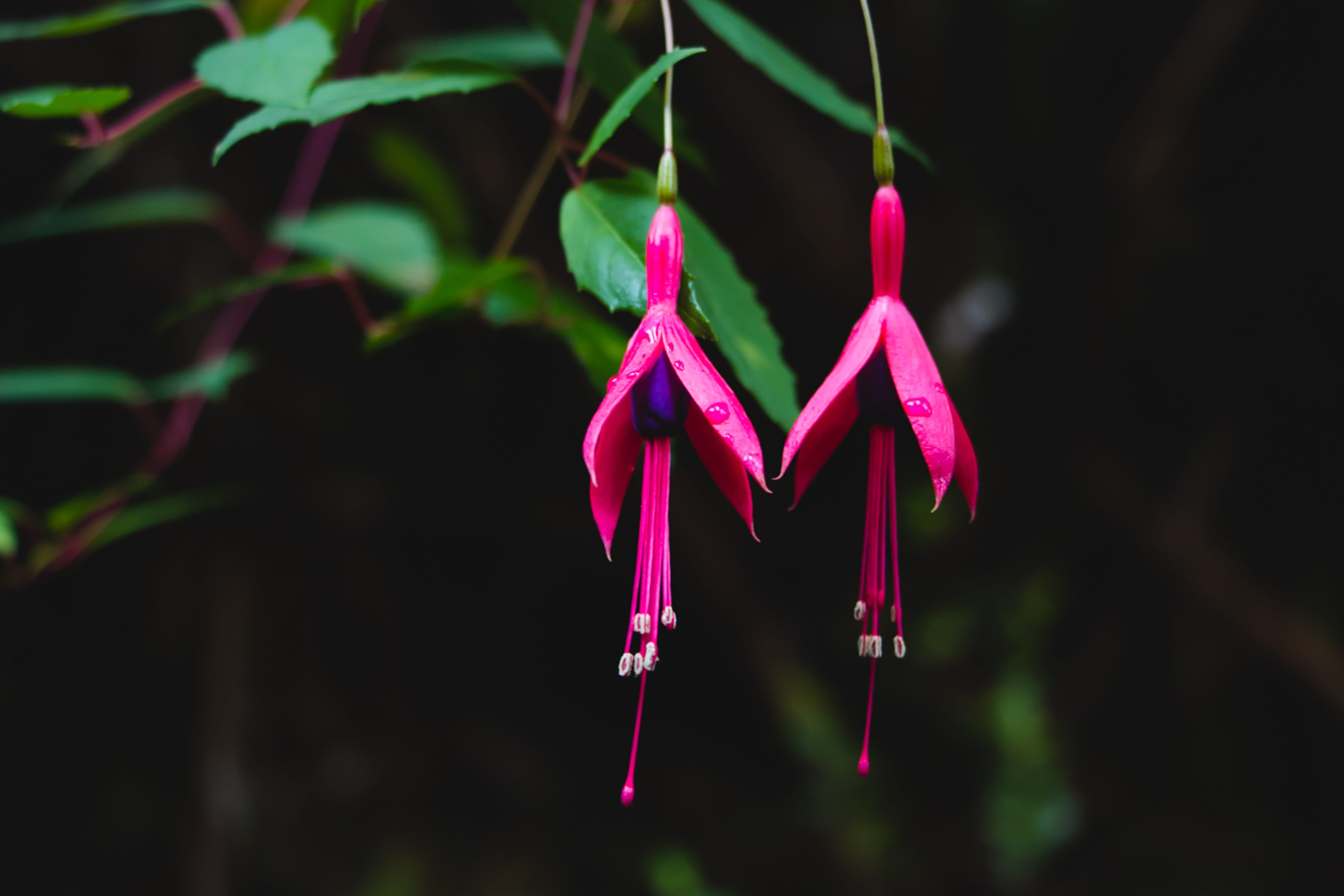 selective focus, art and craft, purple, season, green, hanging, no people, exotic, garden, volcanoes national park, pink color, close-up, plant, botanical, HD Wallpaper