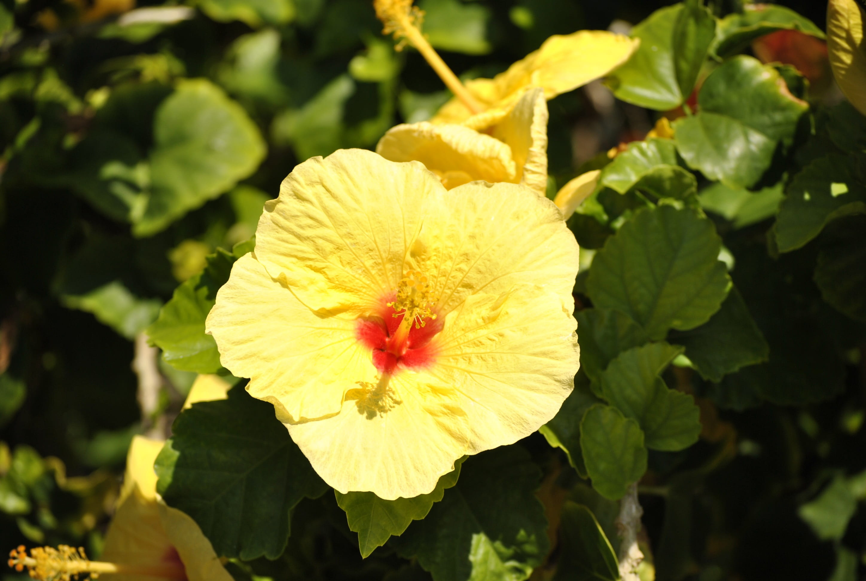 2K, exotic, no people, leaf, yellow, flowering plant, nature, plant part, blossom, botanical, day, vulnerability, close-up, growth, flower head, freshness, HD Wallpaper