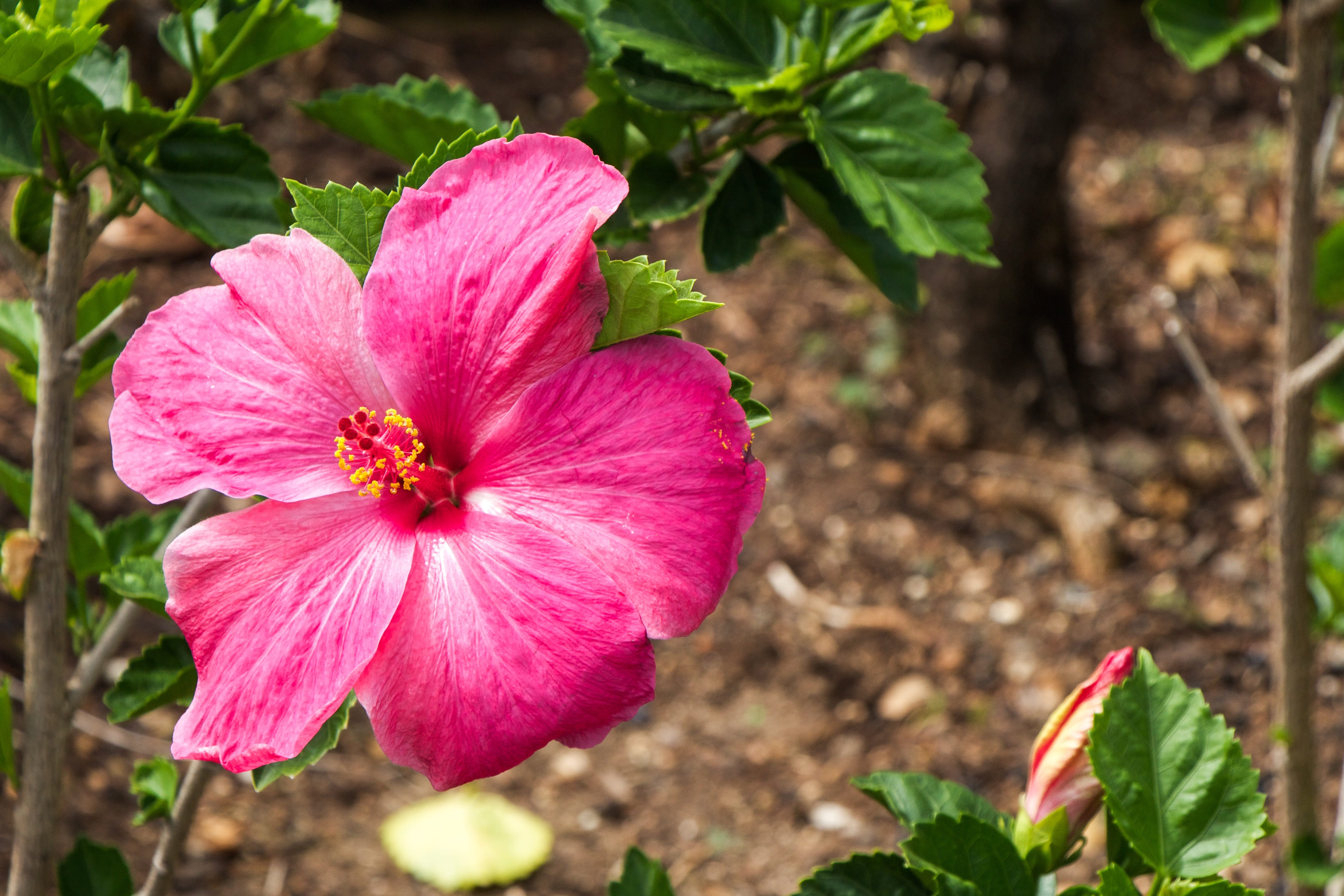 colorful, green, aloha, pacific, sand, outdoors, vibrant, polynesian, tropical, exotic, flower head, bloom, outdoor, close-up, magenta, plant part, romance, HD Wallpaper