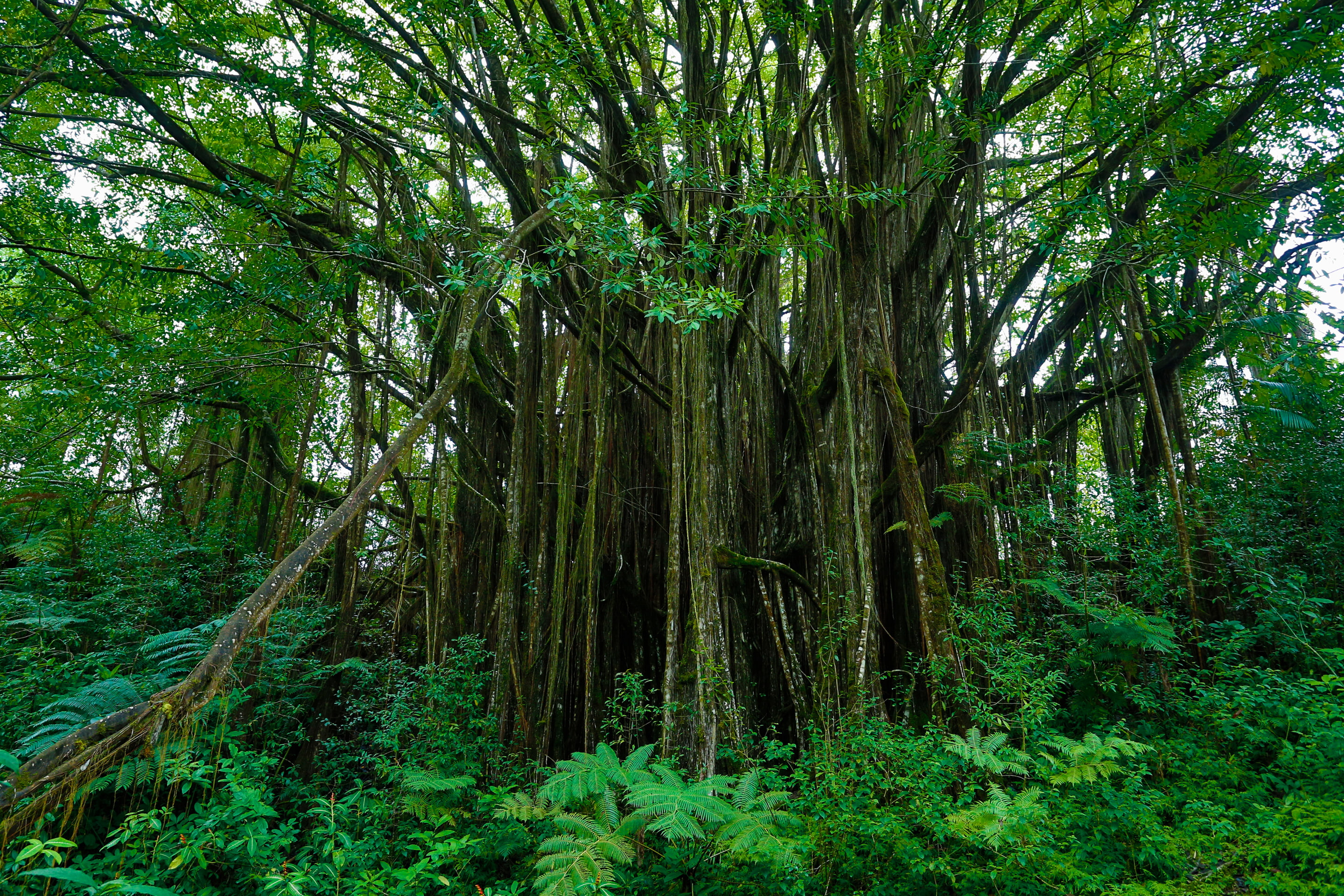tree, Hawaii, 2K, tropics, grass, thickets, Botanical Garden, the bushes, garden, leaves, HD Wallpaper