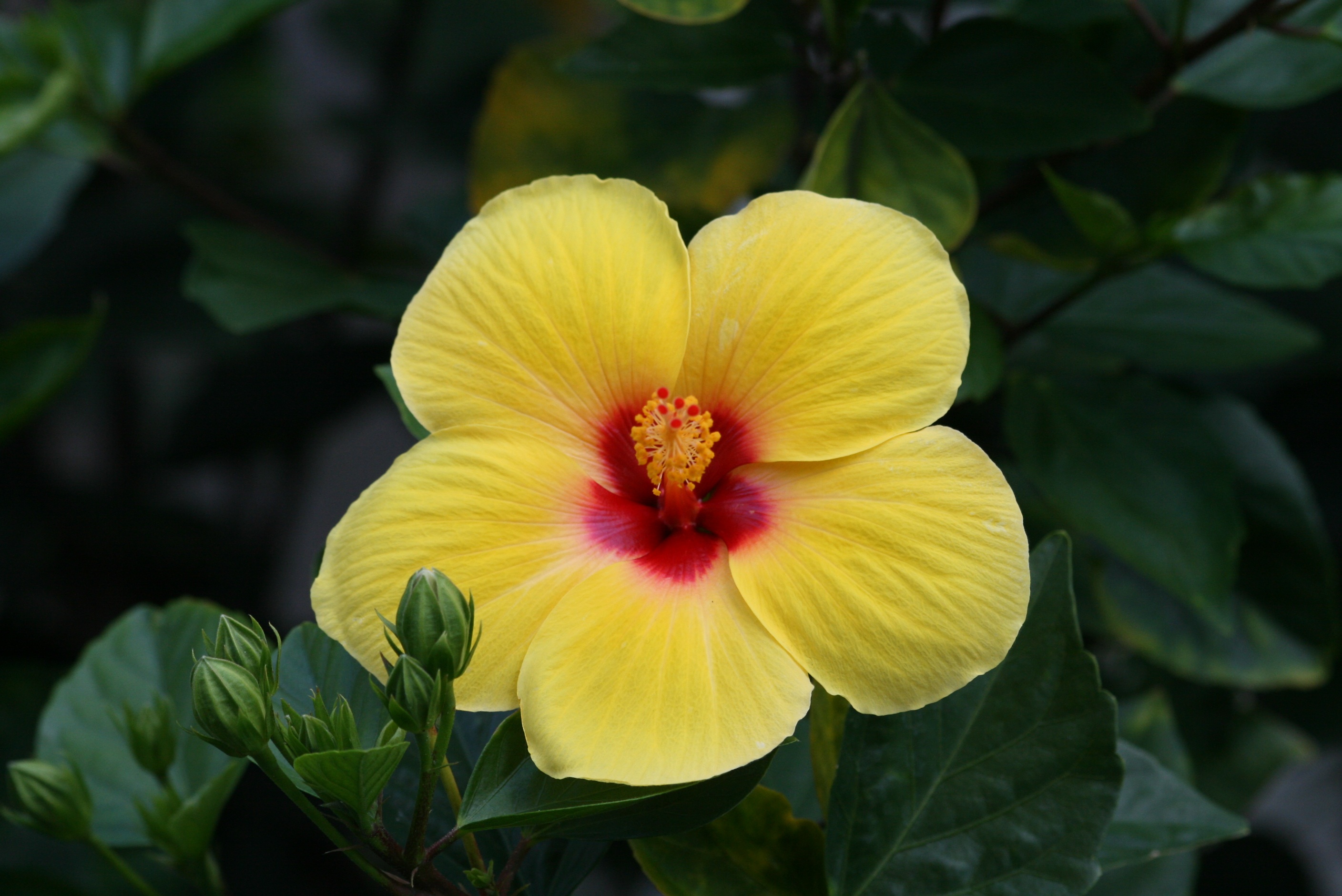 red, botanical, garden, tropical, vulnerability, freshness, blossom, green color, spring, pollen, plant part, flower, bloom, beauty in nature, hibiscus, HD Wallpaper
