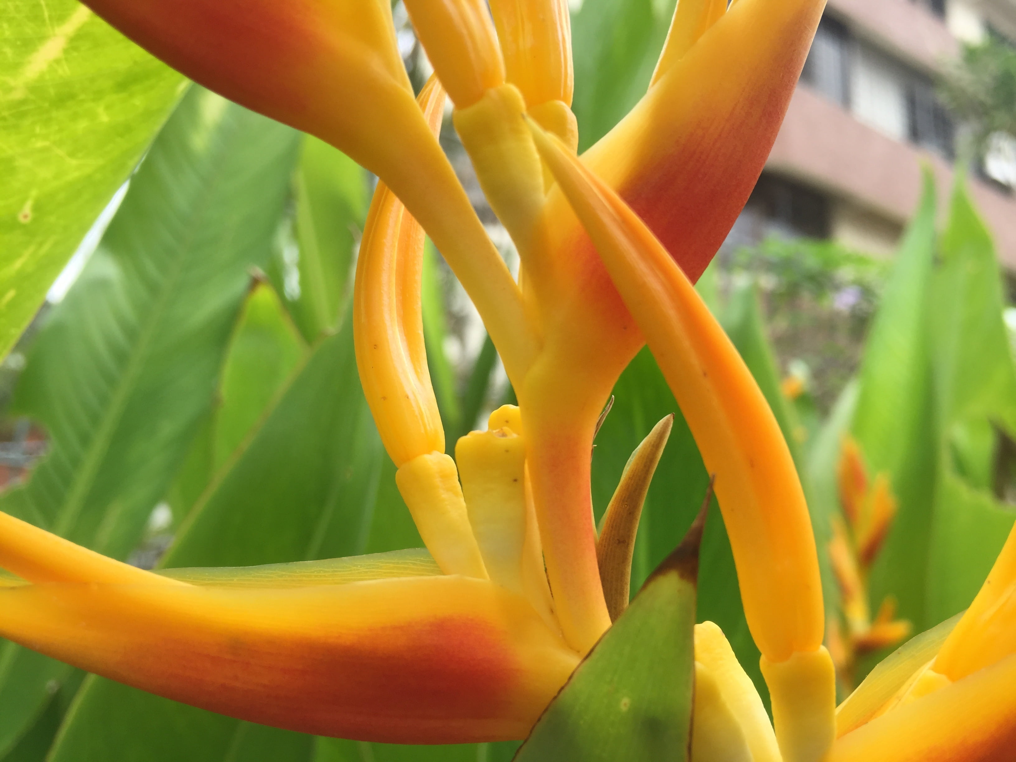 growth, tropical, orange color, nature, green color, beauty in nature, petal, heliconia, plant part, paradise, 2K, no people, freshness, fragility, flower head, HD Wallpaper