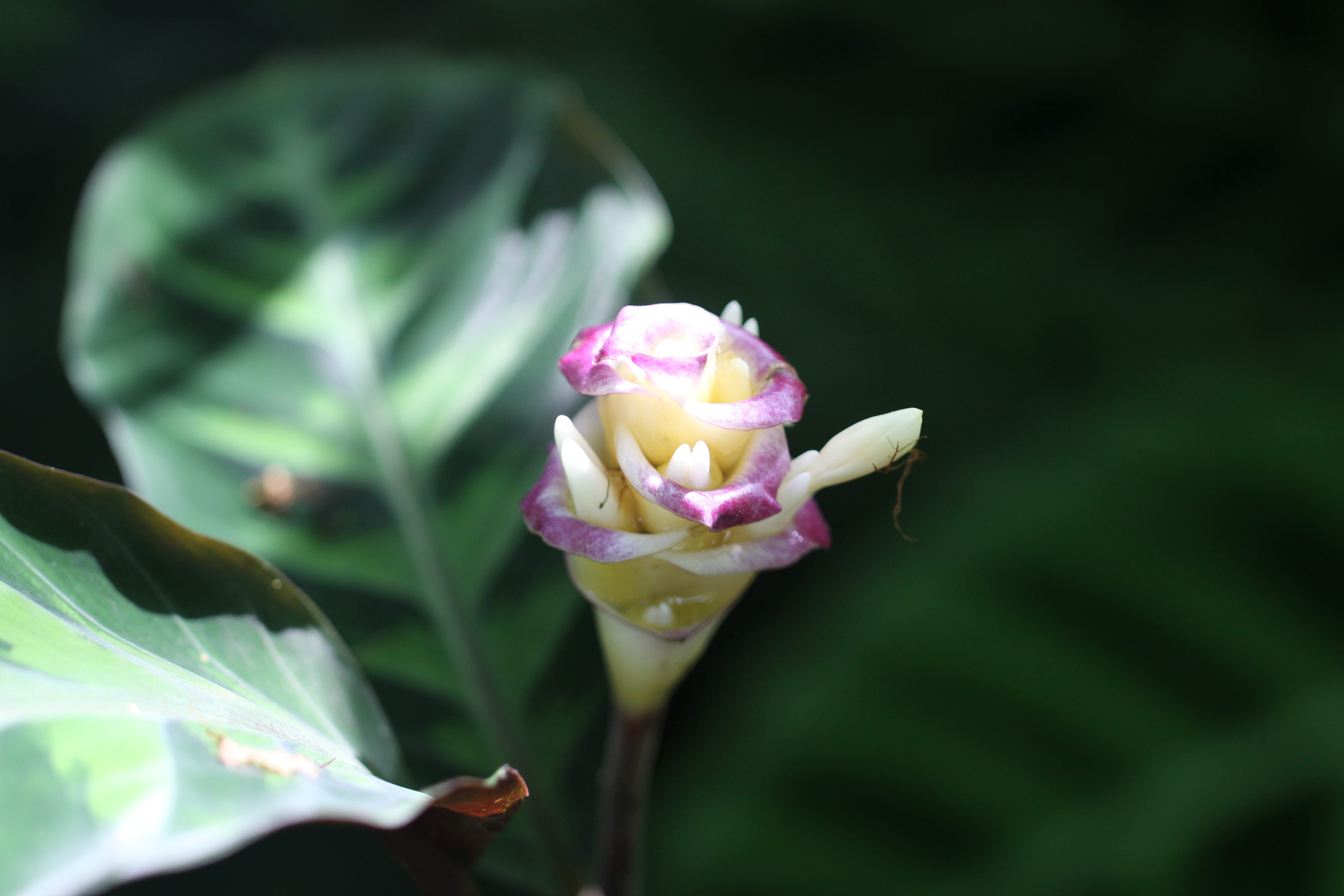 inflorescence, green color, wildflower, close-up, bloom, white, nature, green, leaf, etlingera corneri, pink, hawaii tropical botanical garden, selective focus, HD Wallpaper