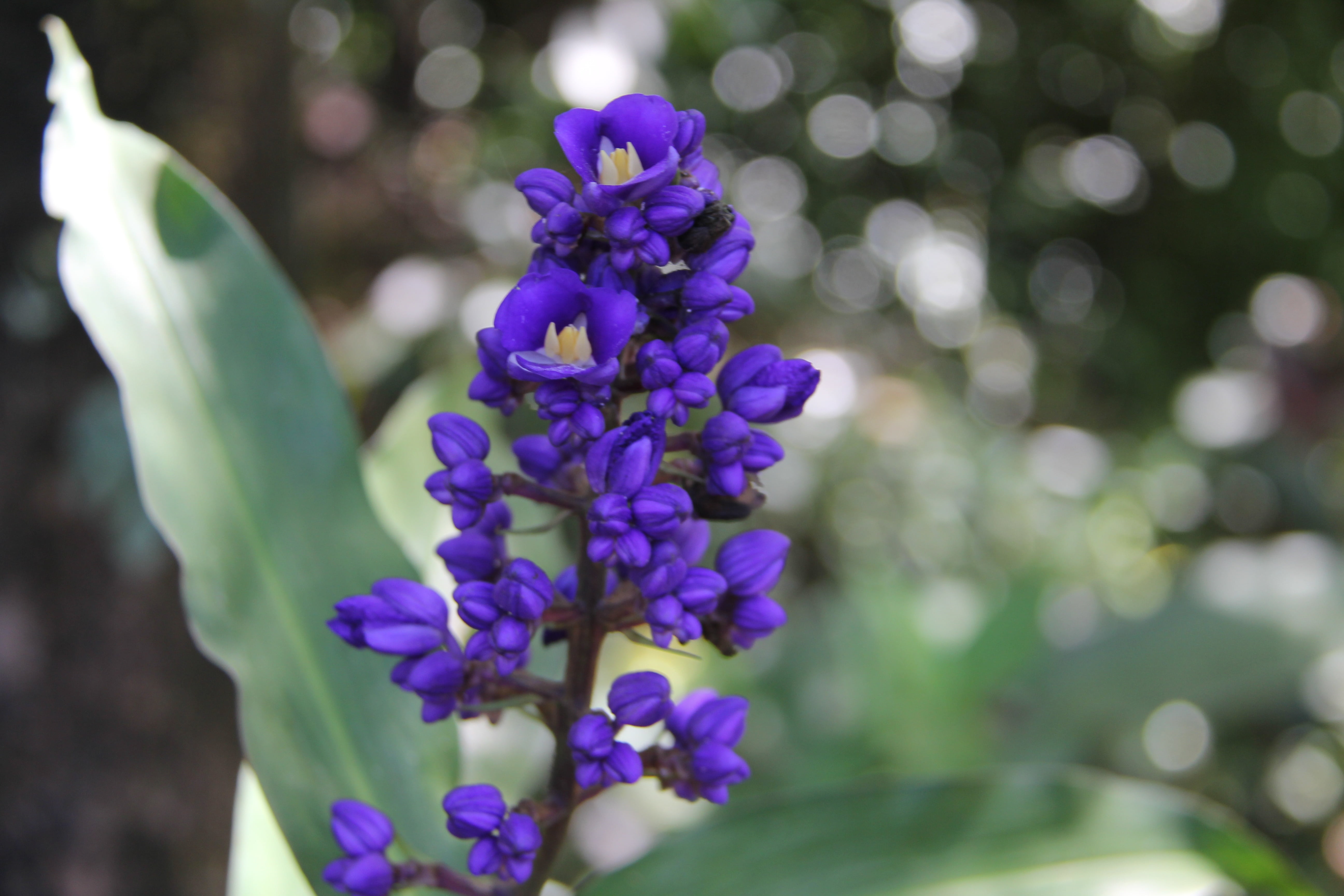 hawaiian flora, purple flower, natural, purple, bloom, leaf, growth, fragility, scented, botanical, petal, tropical, spring, selective focus, beauty in nature, HD Wallpaper