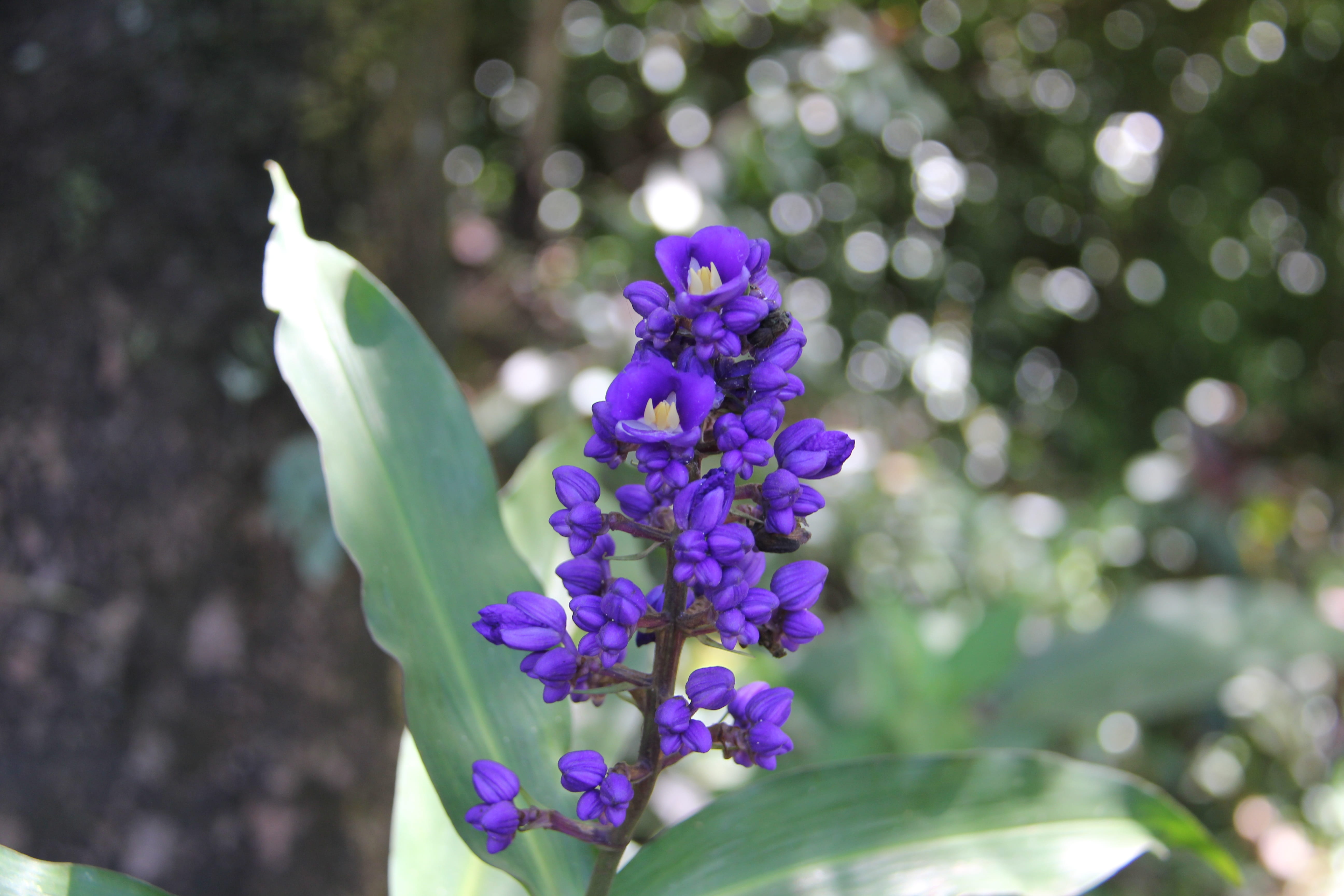 5K, spring, natural, outdoors, nature, green, inflorescence, flower head, floral, leaf, sunlight, hawaii, garden, tropical, vulnerability, hawaiian flora, HD Wallpaper