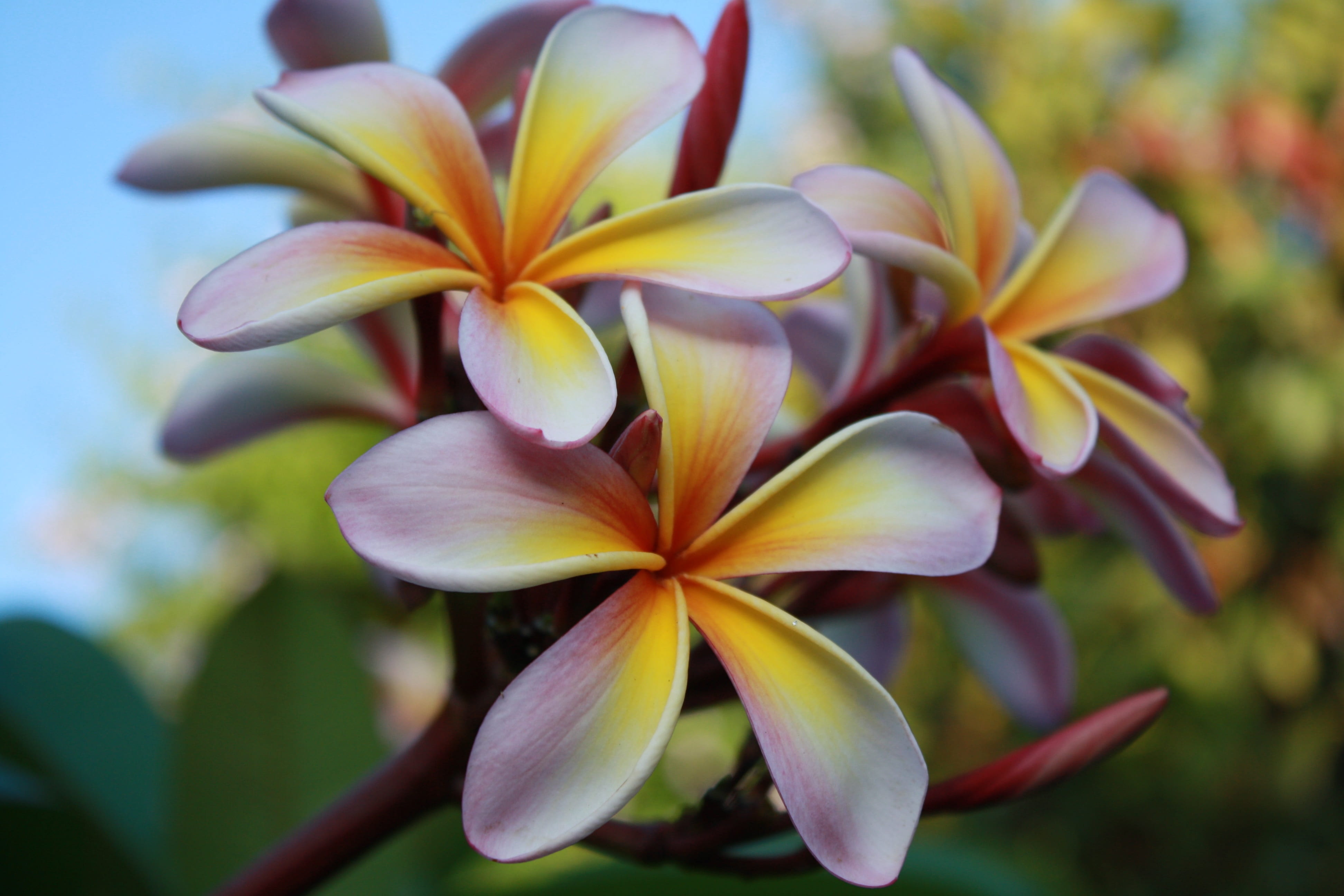 day, no people, leaf, petal, tropical, flower head, flower, blossom, beauty in nature, hawaii, hawaiian, yellow, ornamental garden, freshness, fragility, HD Wallpaper