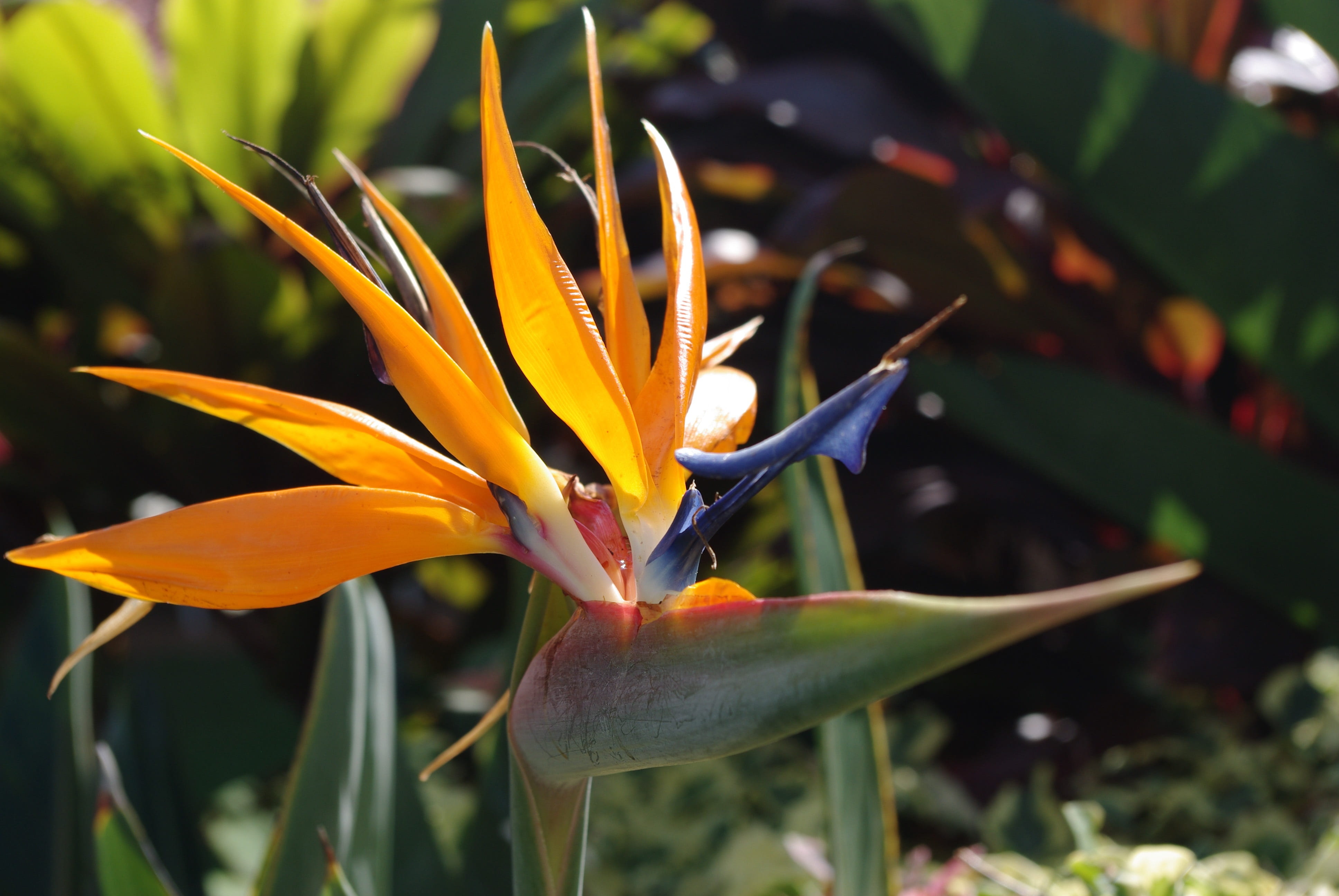 beauty in nature, flower, hawaii, vulnerability, freshness, springtime, paradise, flower head, s, close-up, bright, floral, bird of paradise, fragility, HD Wallpaper