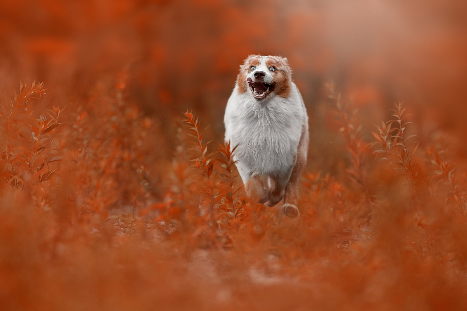 purebred dog, animal mouth, selective focus, animals, canine, animal, one animal, fall, vertebrate, orange, 1080P, pets, portrait, animal themes, dog, HD Wallpaper