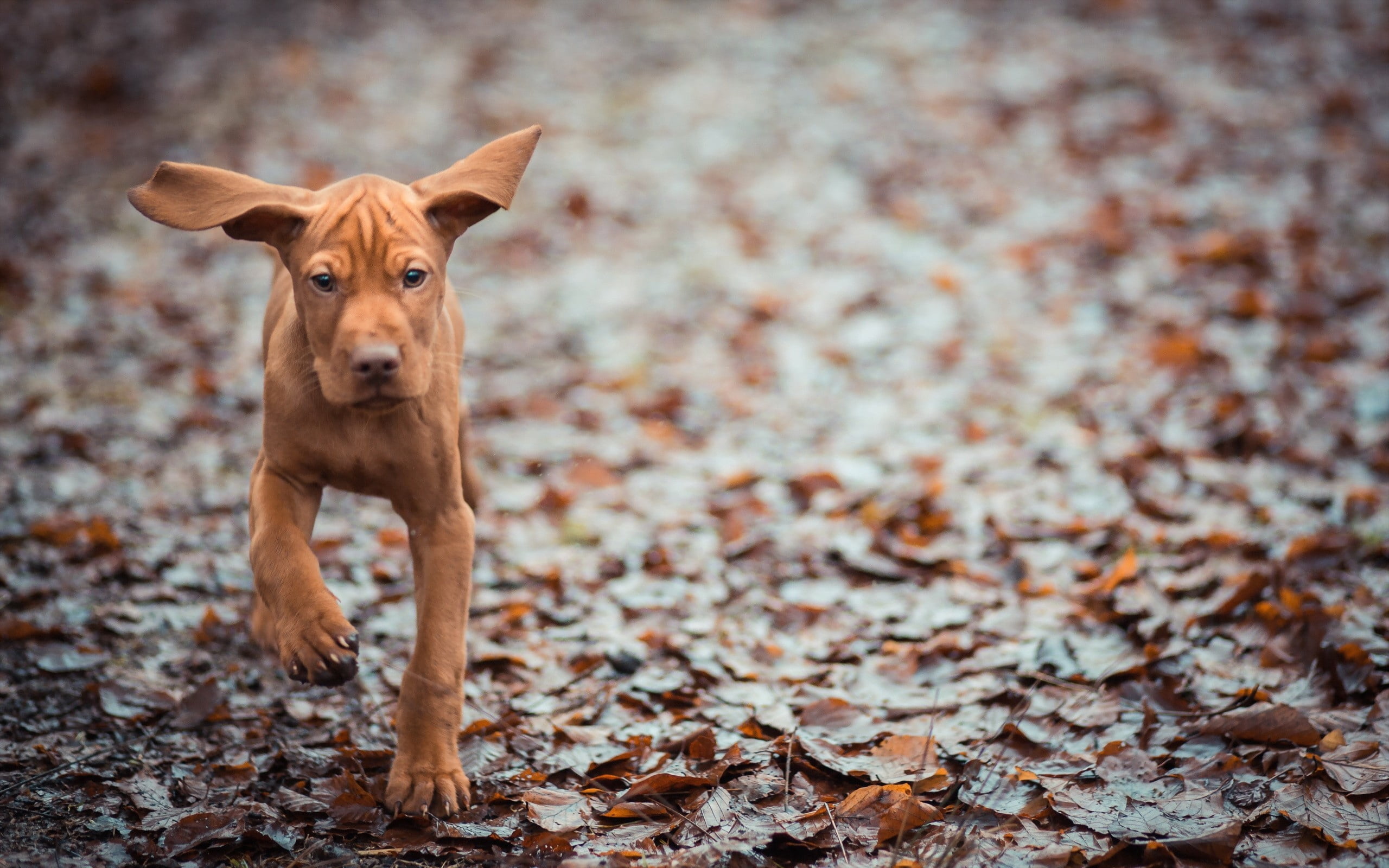 animal, leaves, day, standing, cute, domestic, ppuppy, grass, ears, no people, one Animal, autumn, mixed-Breed Dog, outdoors, nature, coated, full length, HD Wallpaper