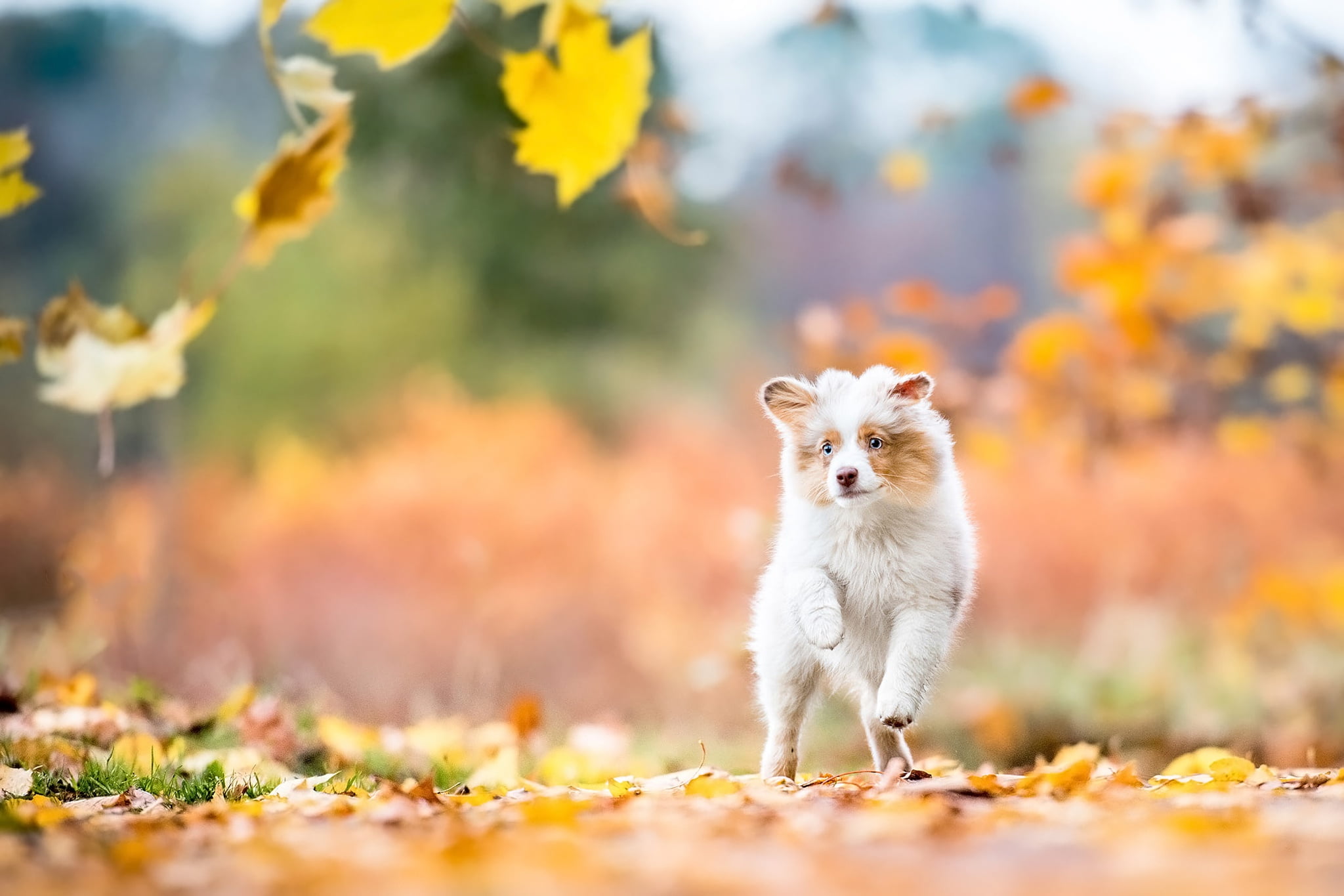 Australian shepherd, dog, nature, 1080P, autumn, puppy, walk, running, falling leaves, look, baby, Aussie, leaves, HD Wallpaper