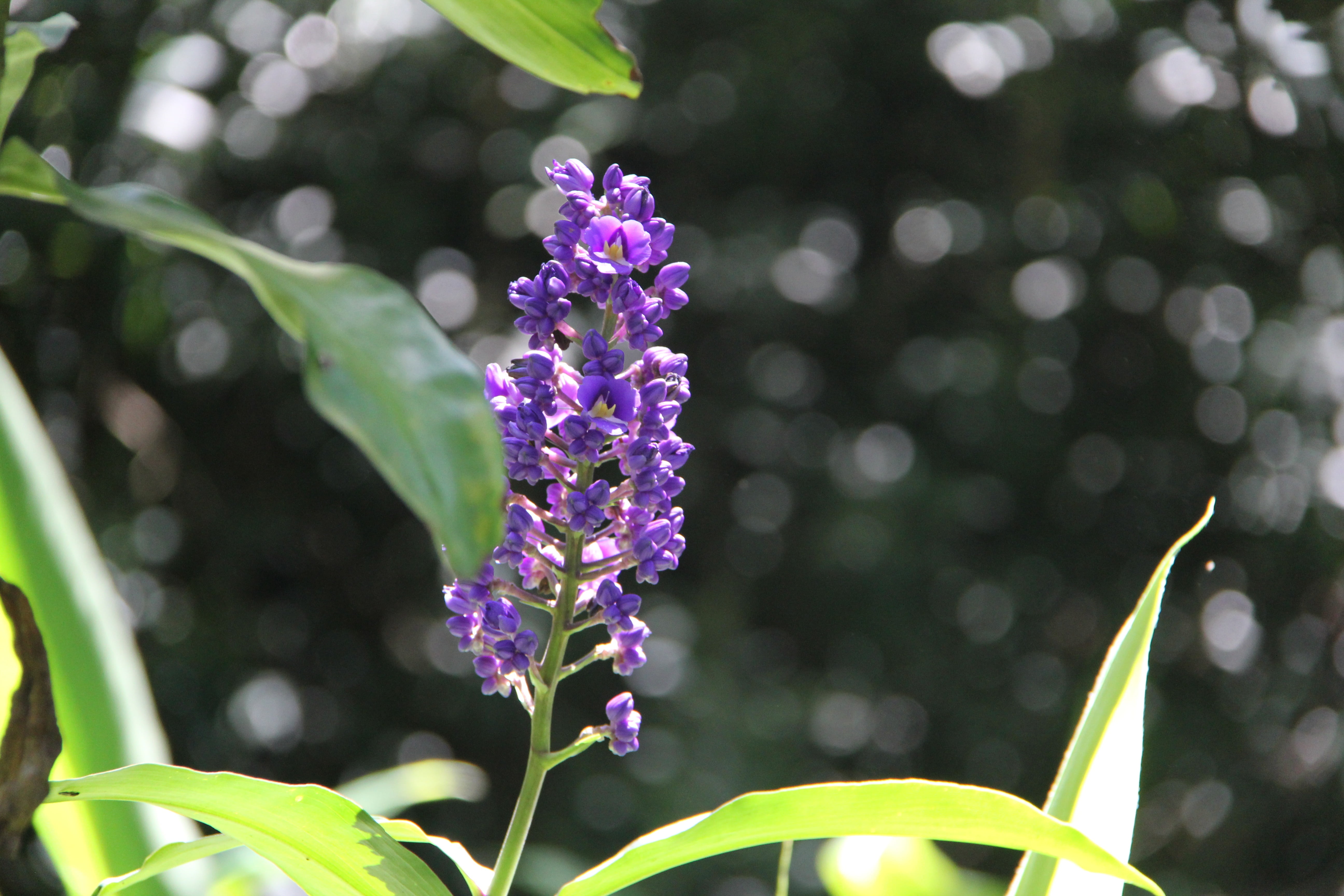 flora, day, flower, purple flower, garden, freshness, vulnerability, summer, botanical, 5K, bloom, natural, blossom, petal, no people, focus on foreground, HD Wallpaper