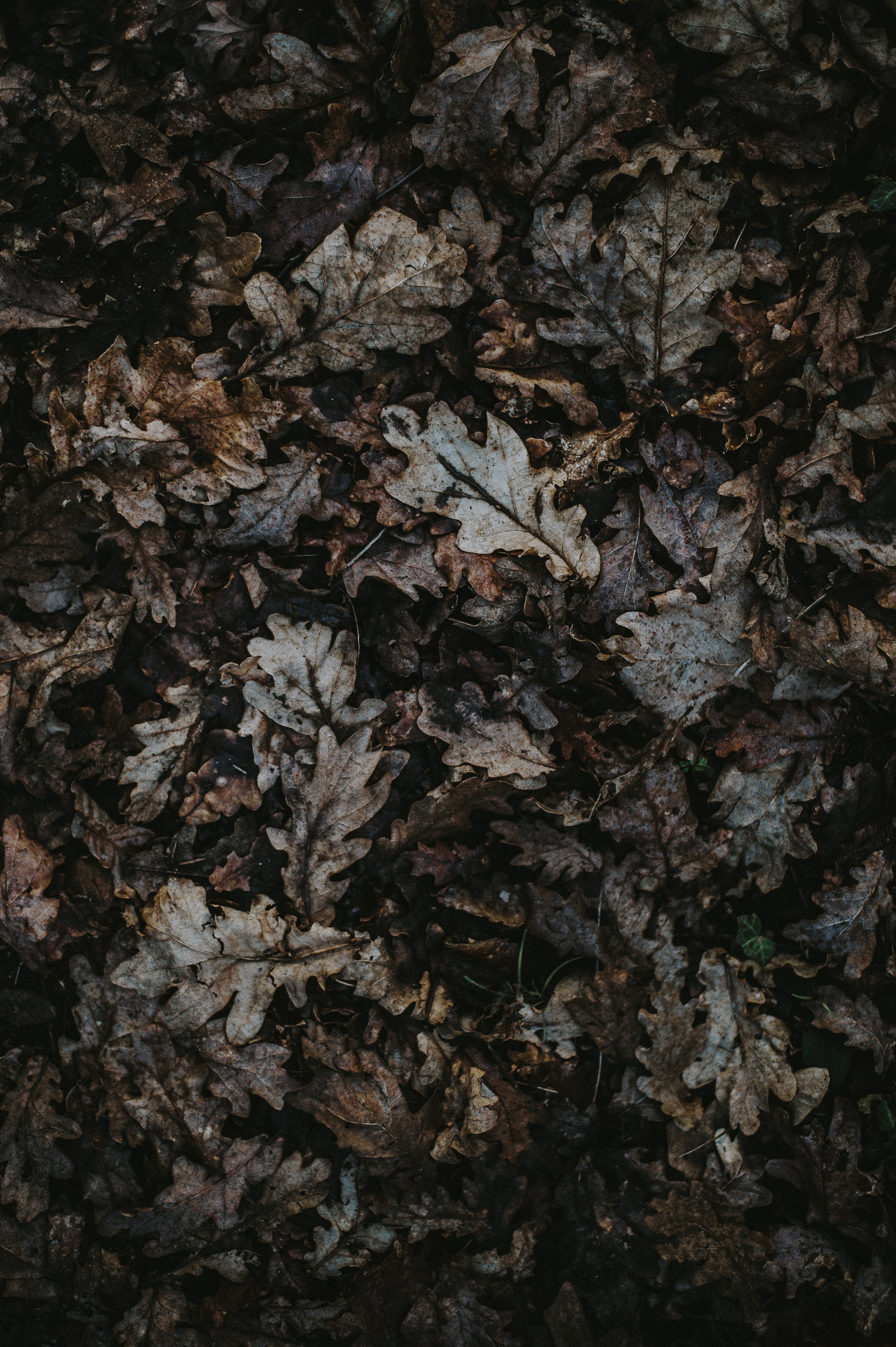 backgrounds, plant, close-up, change, full frame, natural condition, bark, land, leaves, tree, plant part, borwn, 4K, dry, pile, no people, gray, beauty in nature, Phone HD Wallpaper