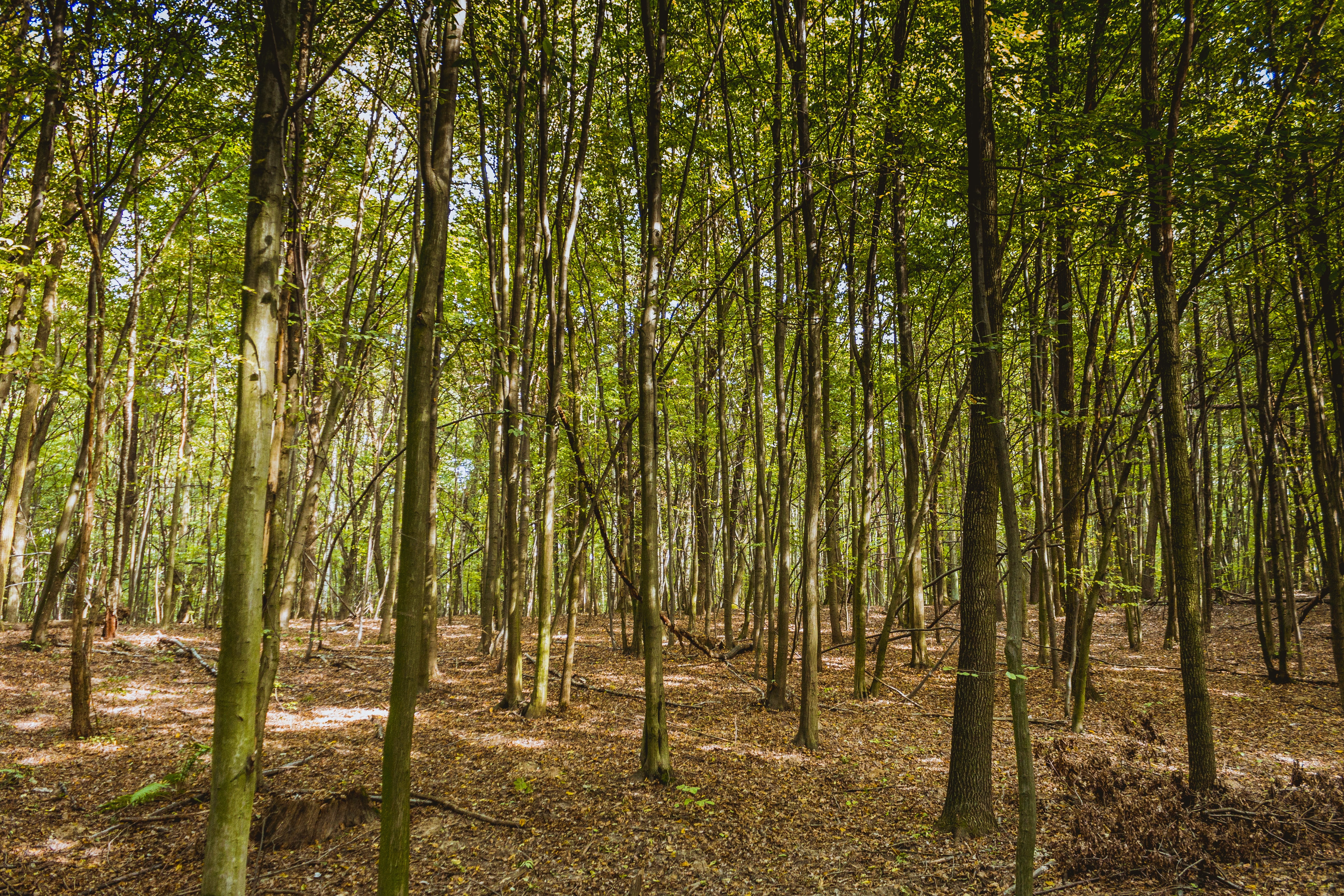 summer, land, scenics - nature, trunk, tree trunk, spring, idyllic, abundance, no people, non-urban scene, leaf, 5K, forest, bamboo - plant, tranquility, HD Wallpaper