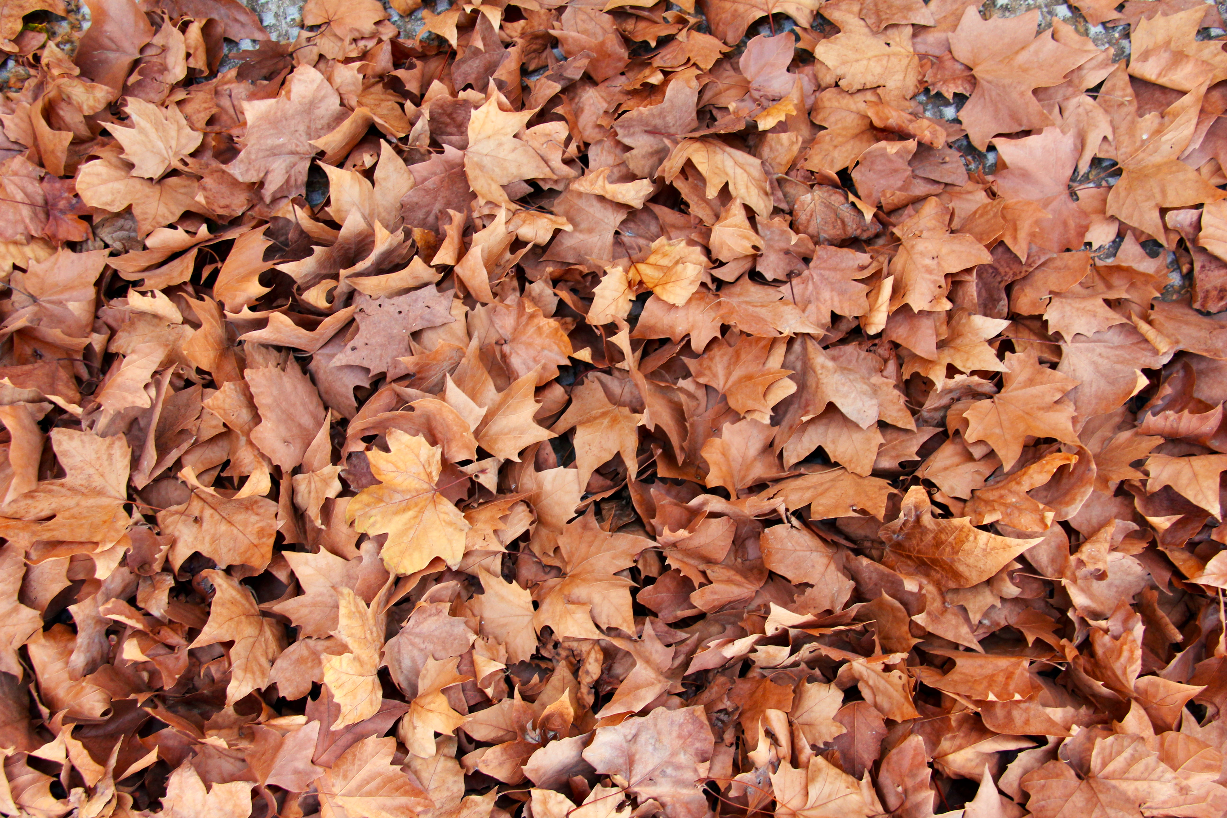 close-up, leaf litter, september, high angle view, backgrounds, change, pattern, full frame, fallen leafe, outdoors, brown, maple leaf, fragility, autumn collection, HD Wallpaper