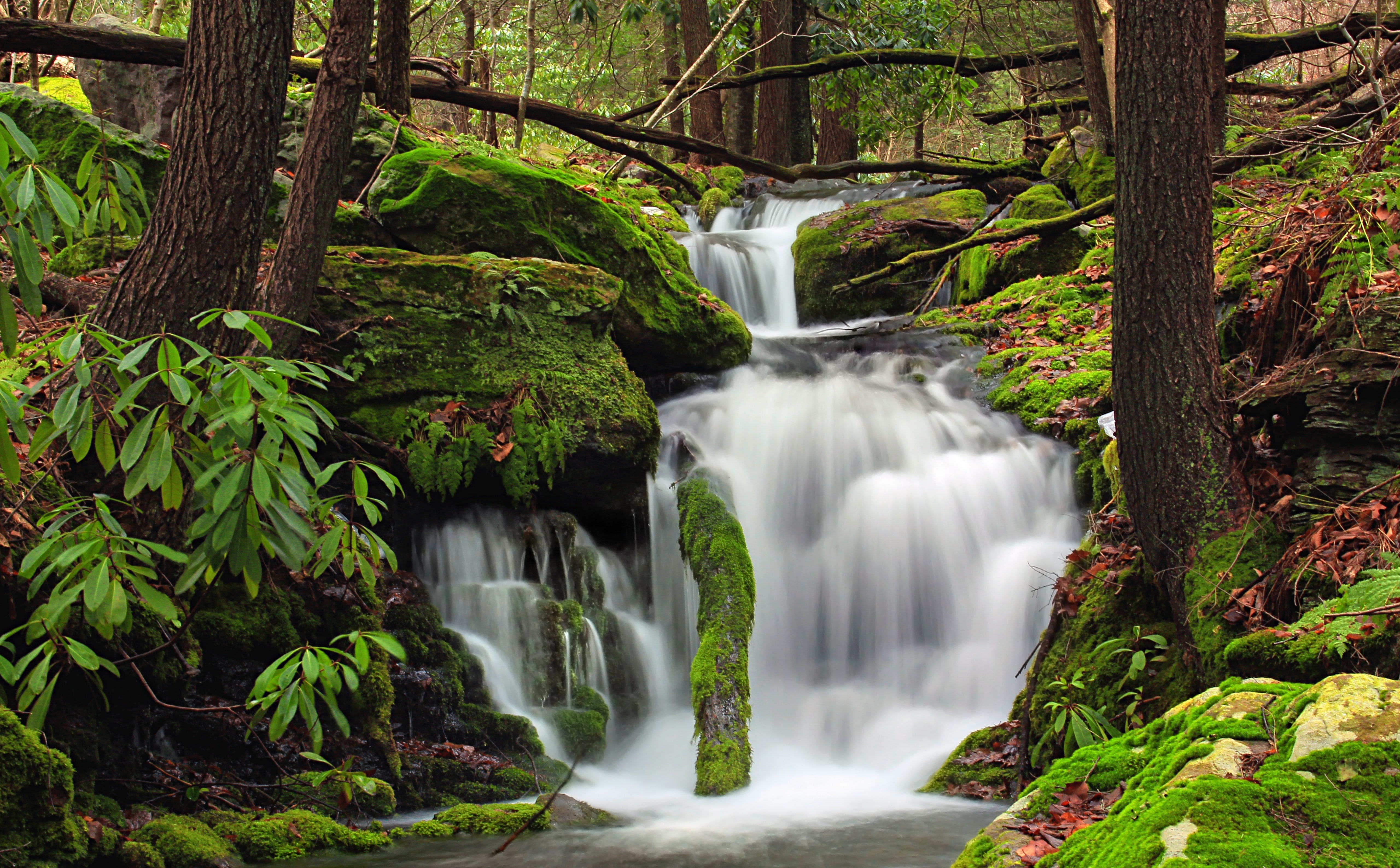 Hiking, State, Logs, jacksontownship, Monroe, power in nature, leaflitter, cascades, Creek, monroecounty, United States, tree, unitedstates, Pennsylvania, HD Wallpaper