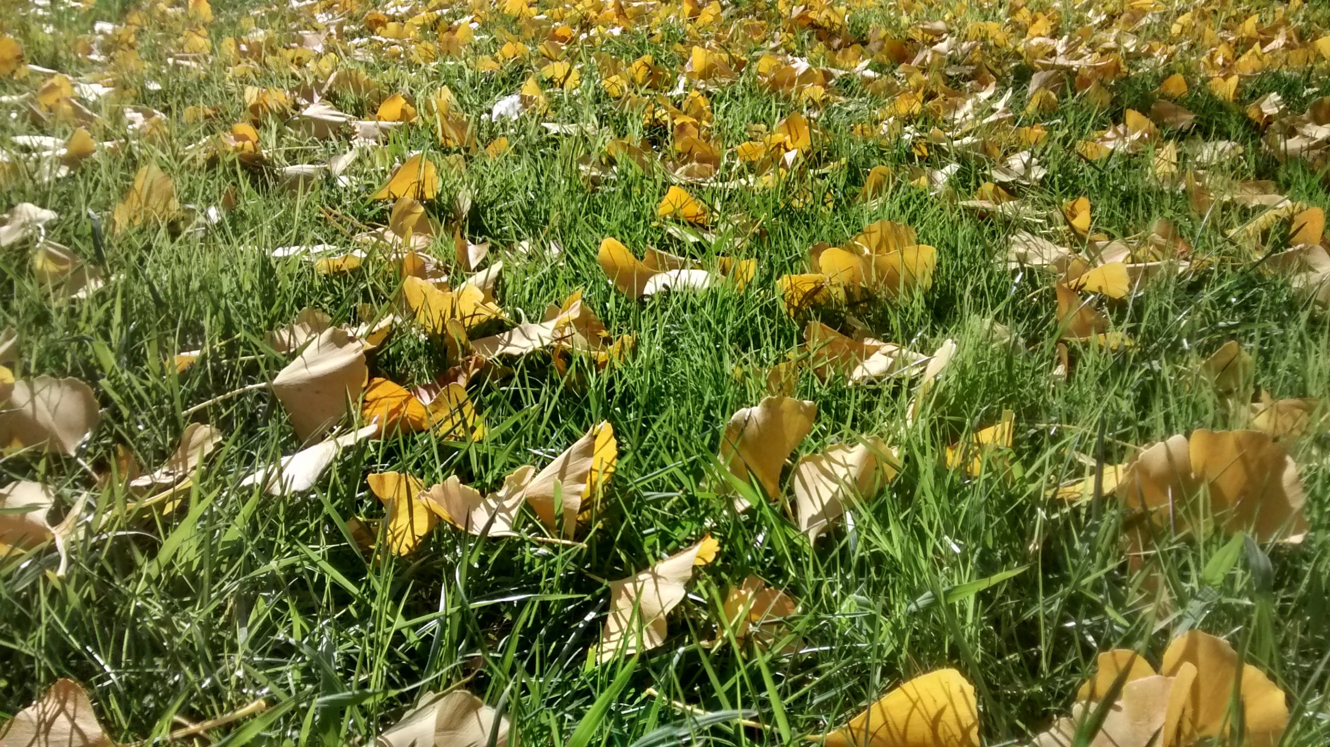 outdoors, garden, freshness, field, leaf litter, no people, vulnerability, nature, flower head, land, autumn, green, landscape, grass, vegetable, green color, HD Wallpaper