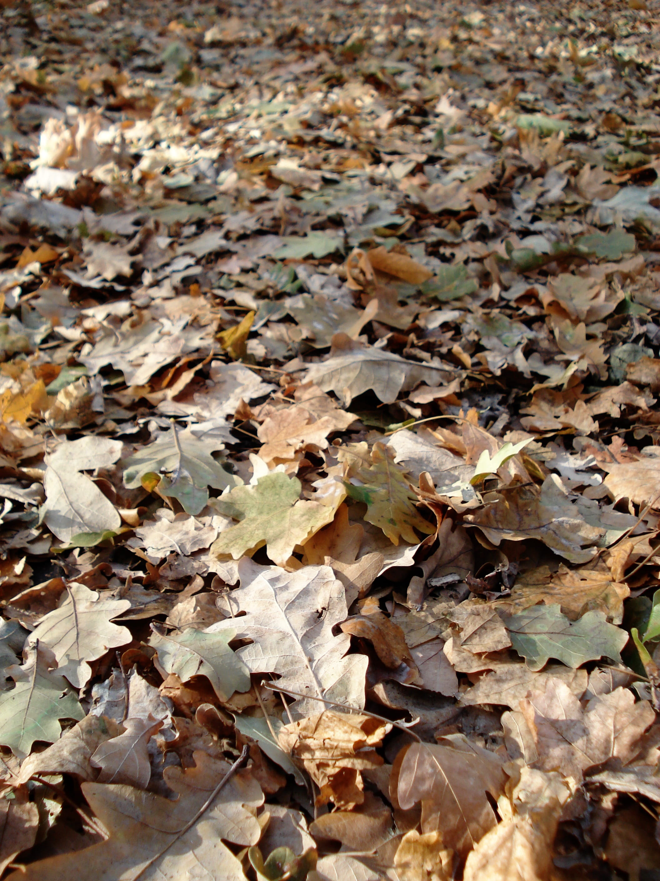 close-up, plant part, abundance, autumn, texture, large group of objects, natural condition, leaf litter, season, 2K, outdoors, beauty in nature, backgrounds, Phone HD Wallpaper