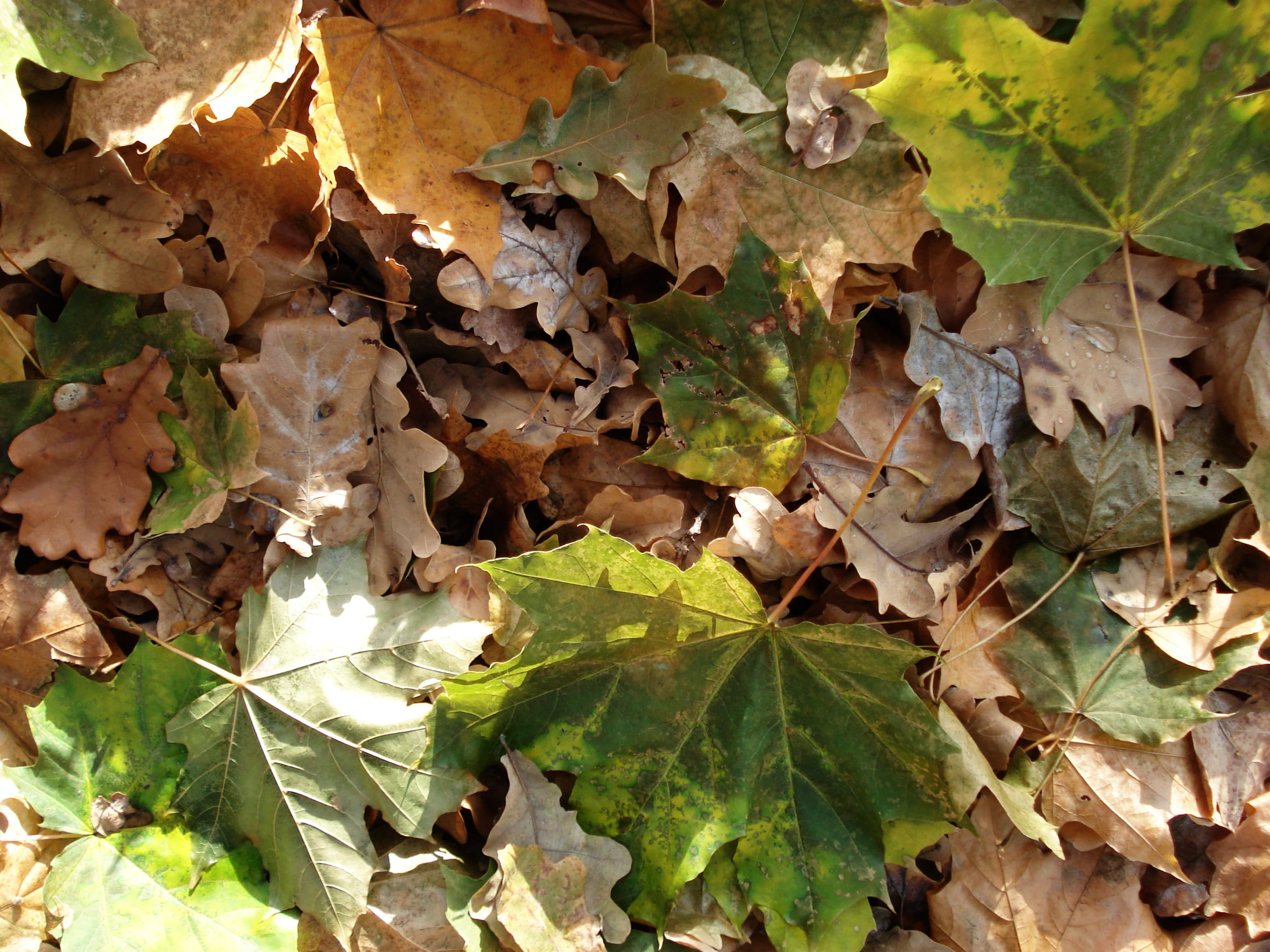 texture, plant part, tree, natural, land, day, autumn leaves, park, october, nature, 2K, no people, autumn, dry, beauty in nature, outdoors, natural pattern, HD Wallpaper