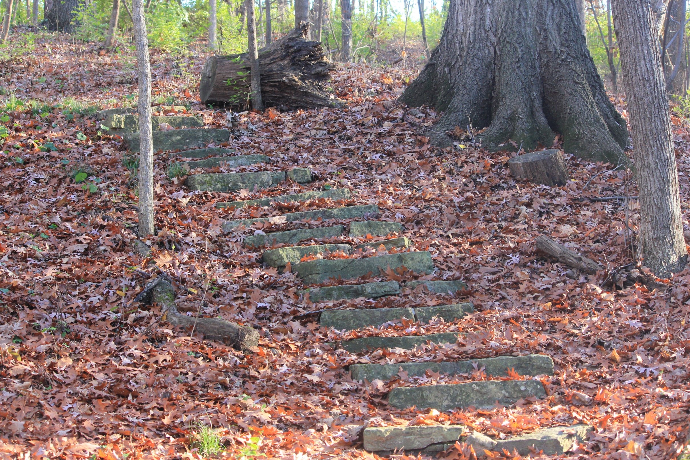 change, 1080P, tree trunk, littered, leaves, leaf, season, bellevue state park, bark, woodland, day, autumn, tree, outdoor, growth, nature, hiking, footpath, HD Wallpaper