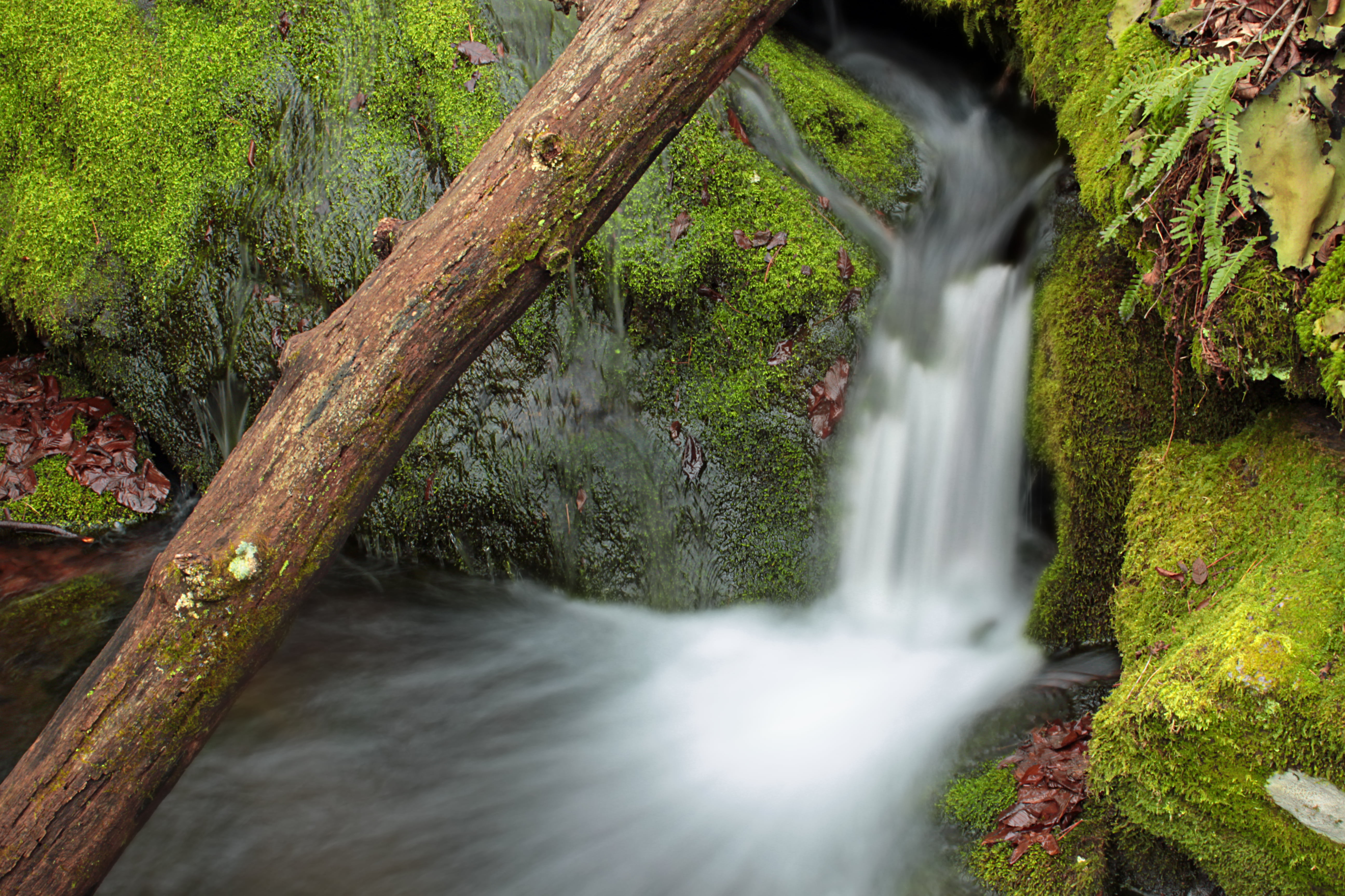 Poconos, photograph, creative commons, river, cascades, Gap, rocks, waterfall, tree, 5K, nature, State Game Lands, water, moss, forest, Fall Creek, SGL, HD Wallpaper