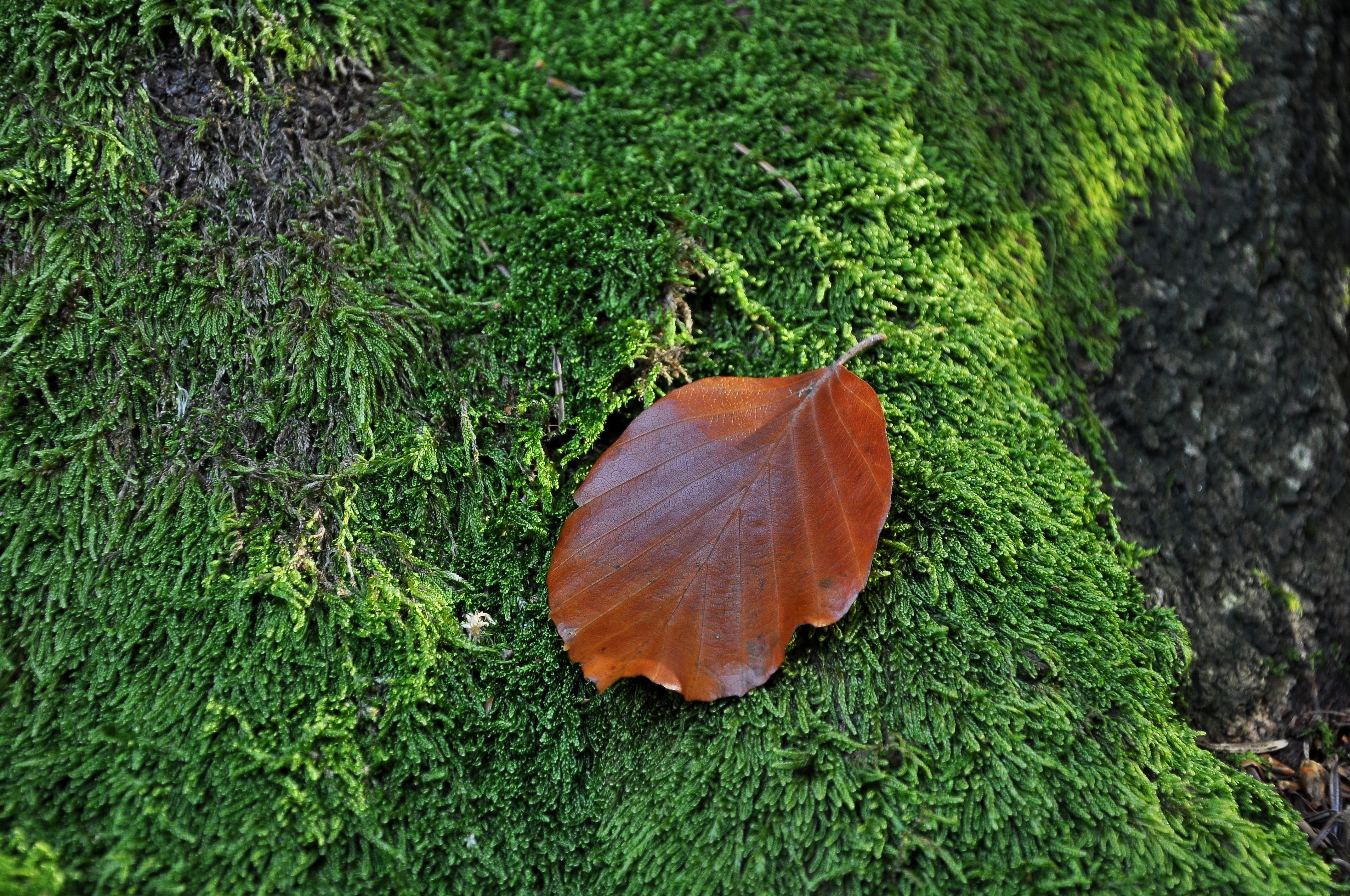 green, moss forest, dry leaf, field, orange color, land, beauty in nature, litter, high angle view, plant part, tree, growth, plant, nature, moss, grass, HD Wallpaper