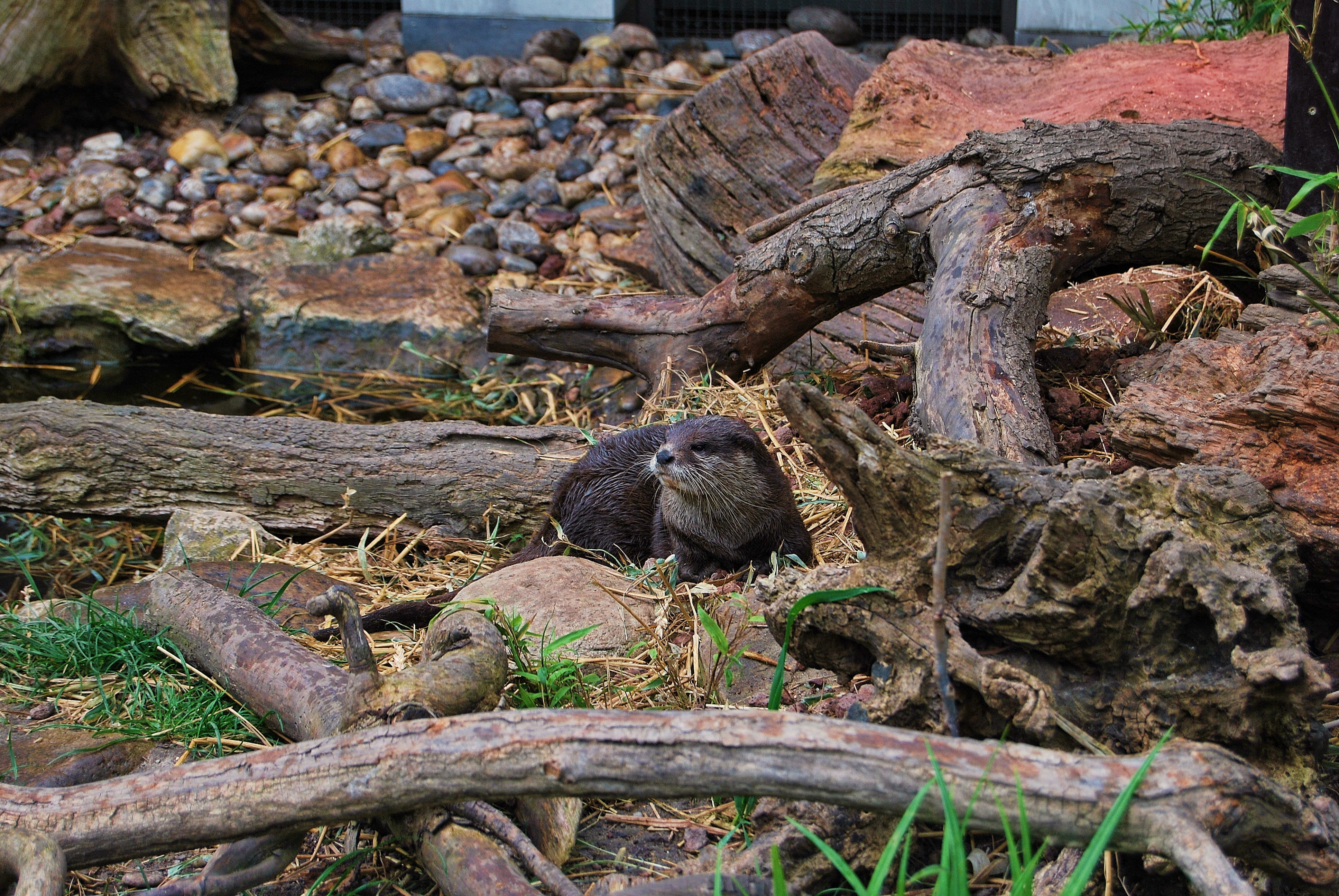 landscape, the bark, leaf, otter, land, at the court of, one animal, stone, moisture, wood - material, no people, vertebrate, water, wood, timber, wild, HD Wallpaper