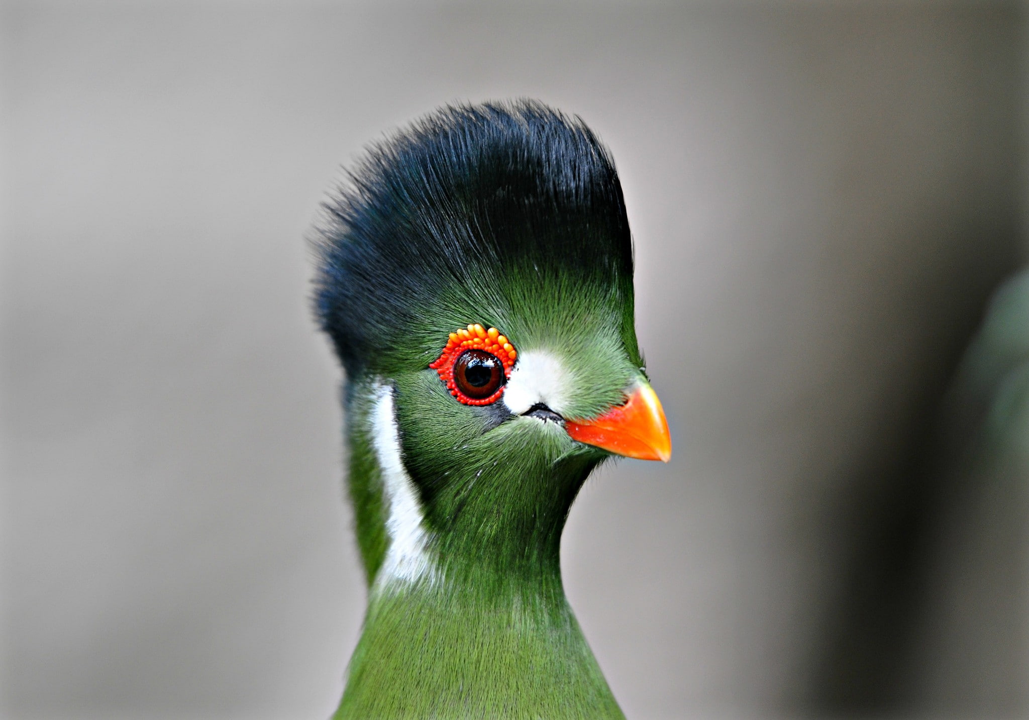 feathers, beak, eyes, Turaco, Bird, 1080P, HD Wallpaper