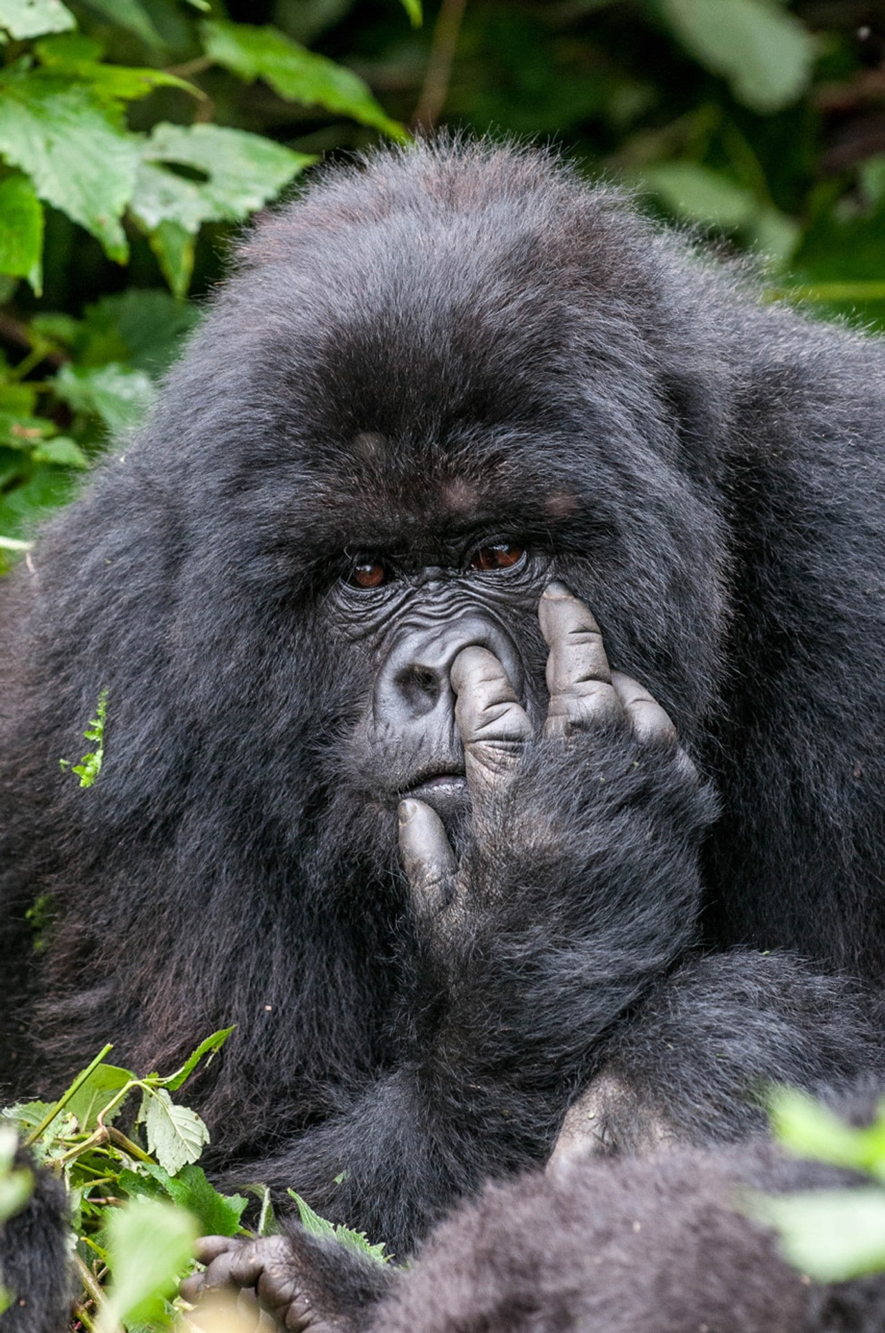 contests, animals, jungle, wildlife, portrait display, photography, monkey, gorillas, leaves, trees, winner, nature, humor, 1080P, Phone HD Wallpaper