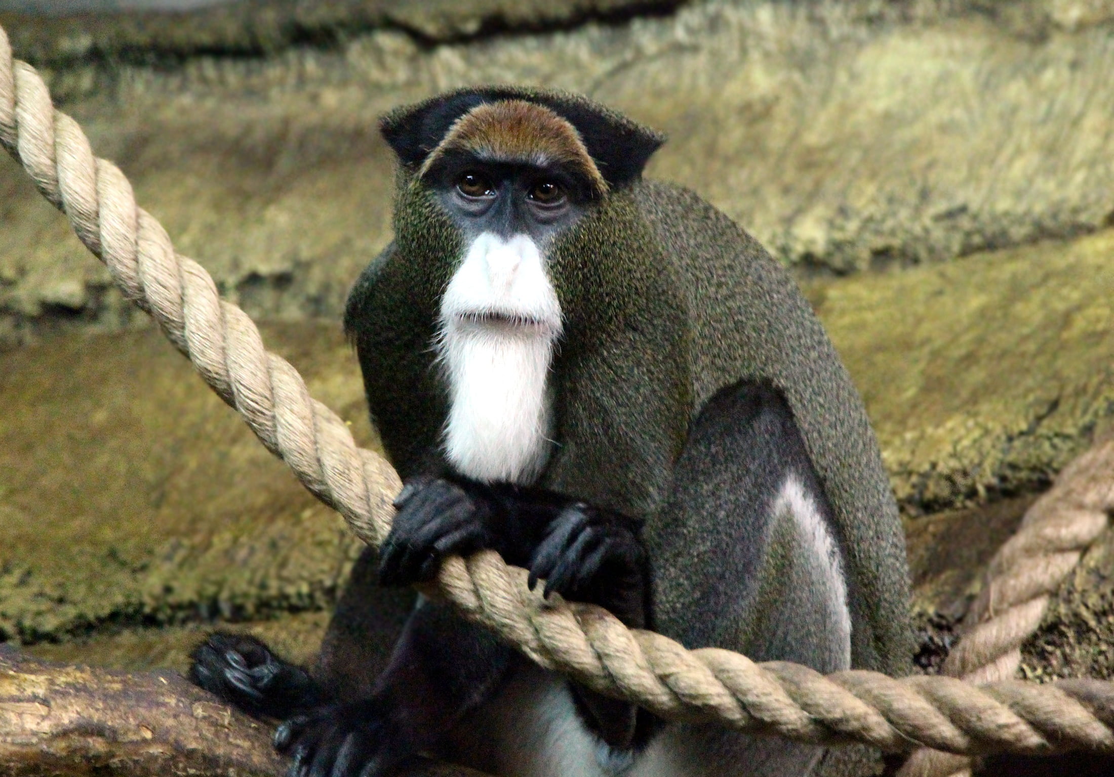 1080P, primacy, wild animals, focus on foreground, animal wildlife, animals In The Wild, cercopithecus neglectus, monkey, sitting, rope, forest, mammal, HD Wallpaper