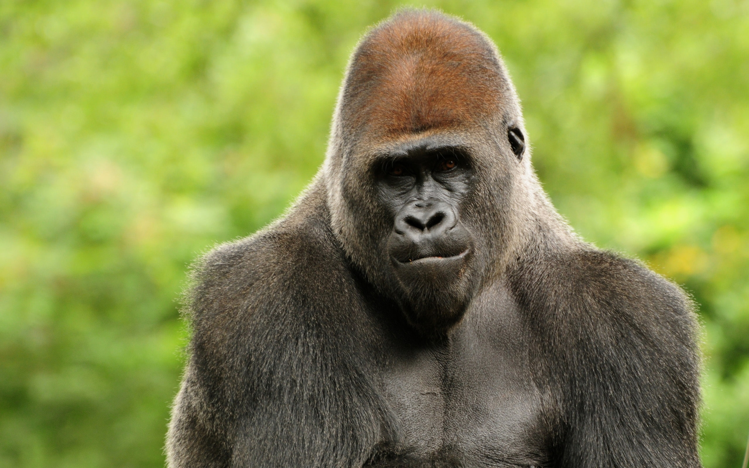 2K, gorilla, black, HD Wallpaper